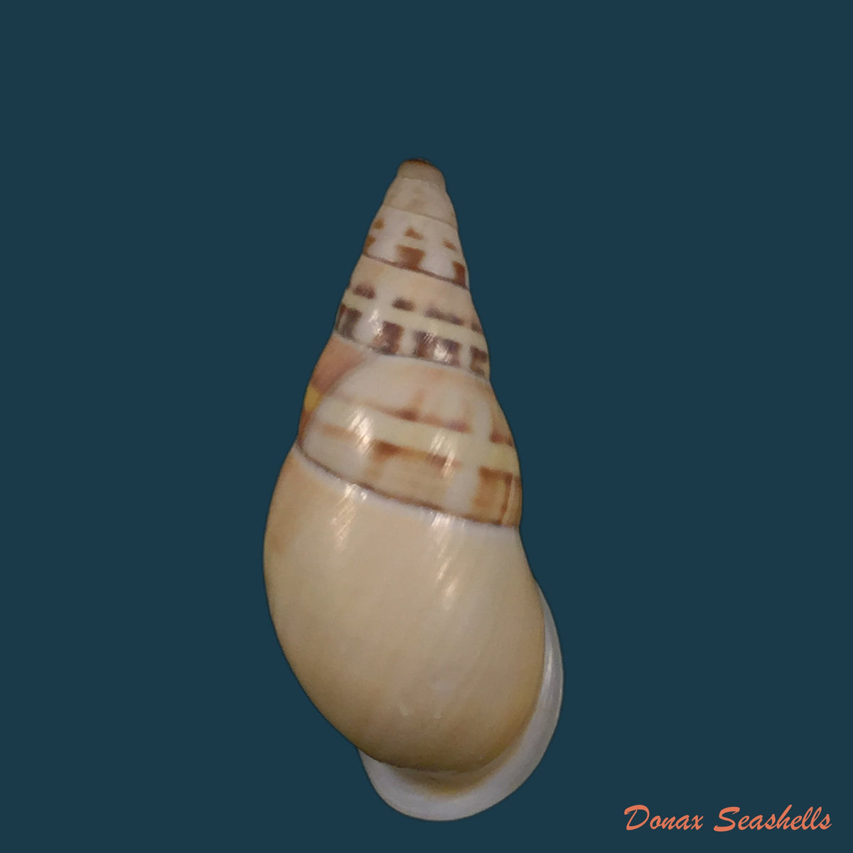copia-de-amphidromus-contrarius-o-f-muller-1774-28-3mm