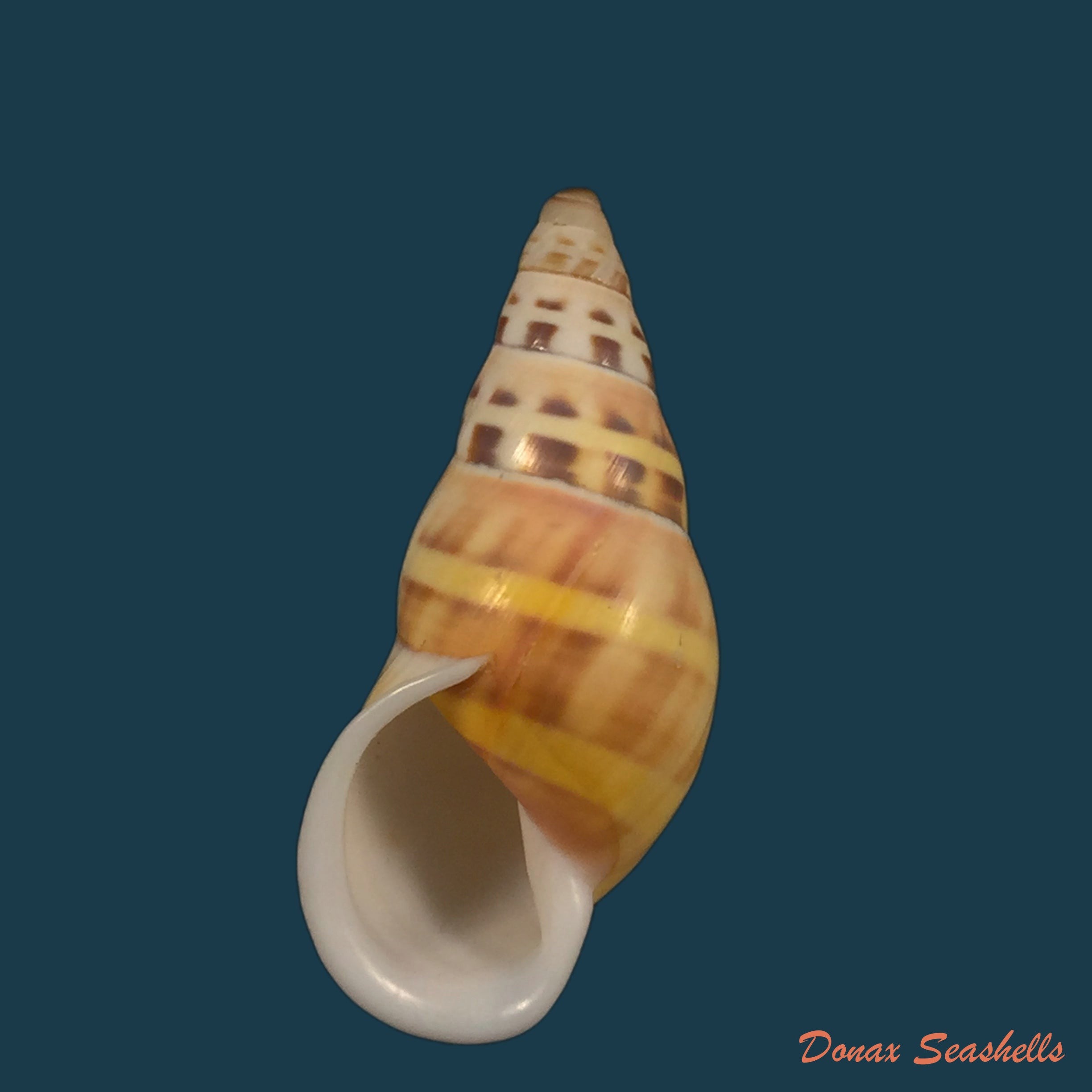 copia-de-amphidromus-contrarius-o-f-muller-1774-28-3mm