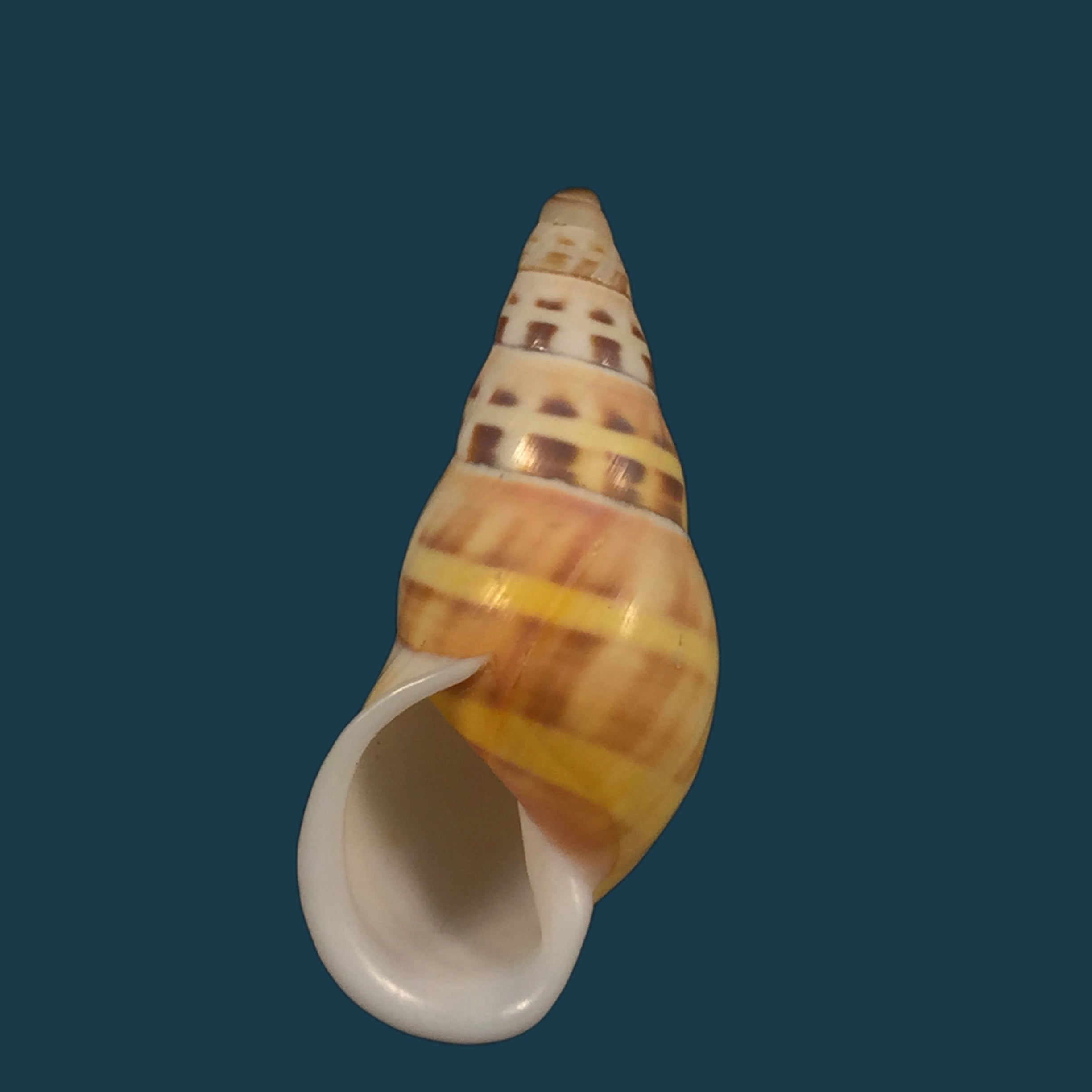 Amphidromus contrarius hanieli Rensch, 1931 - 40,2mm