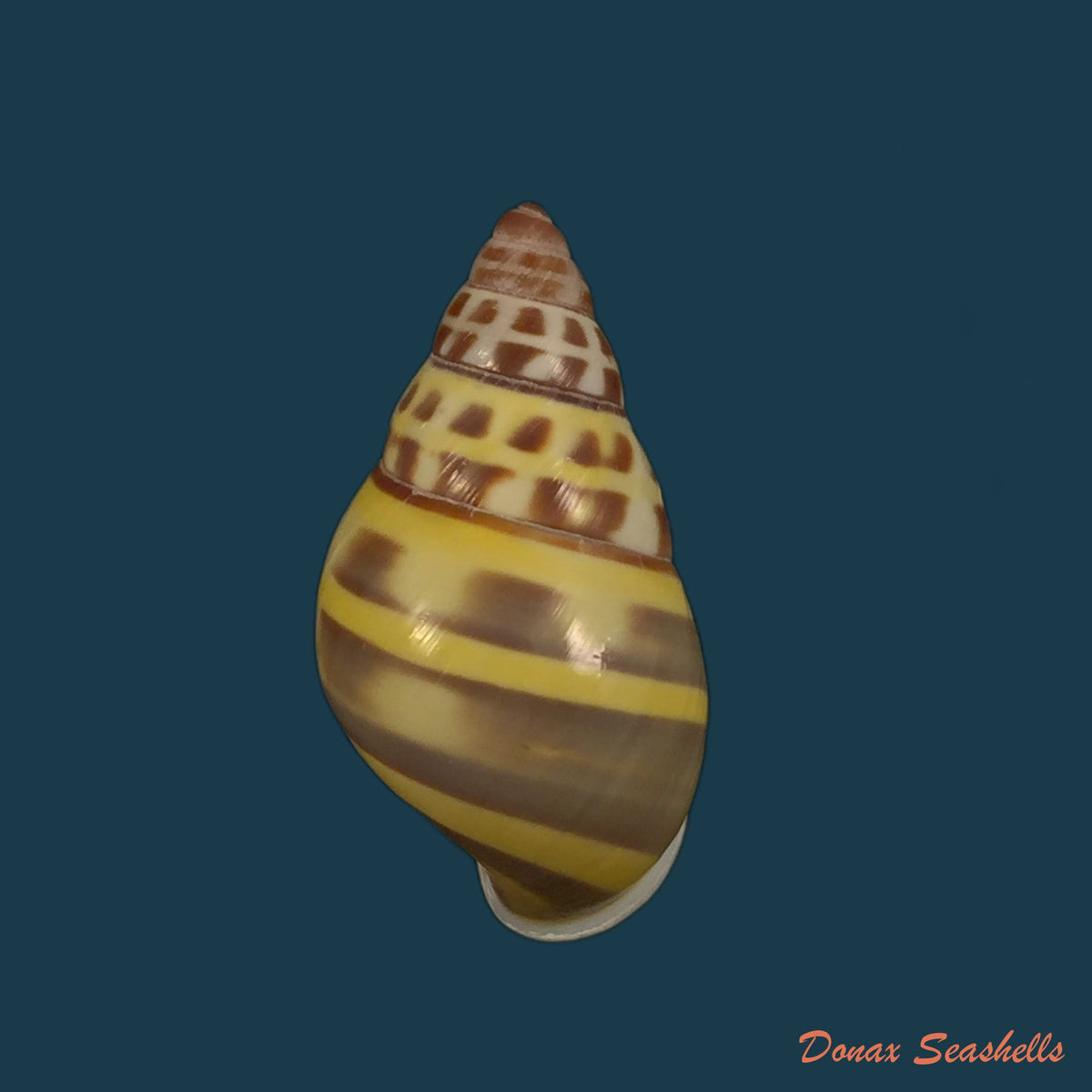 copia-de-amphidromus-contrarius-o-f-muller-1774-29-5mm