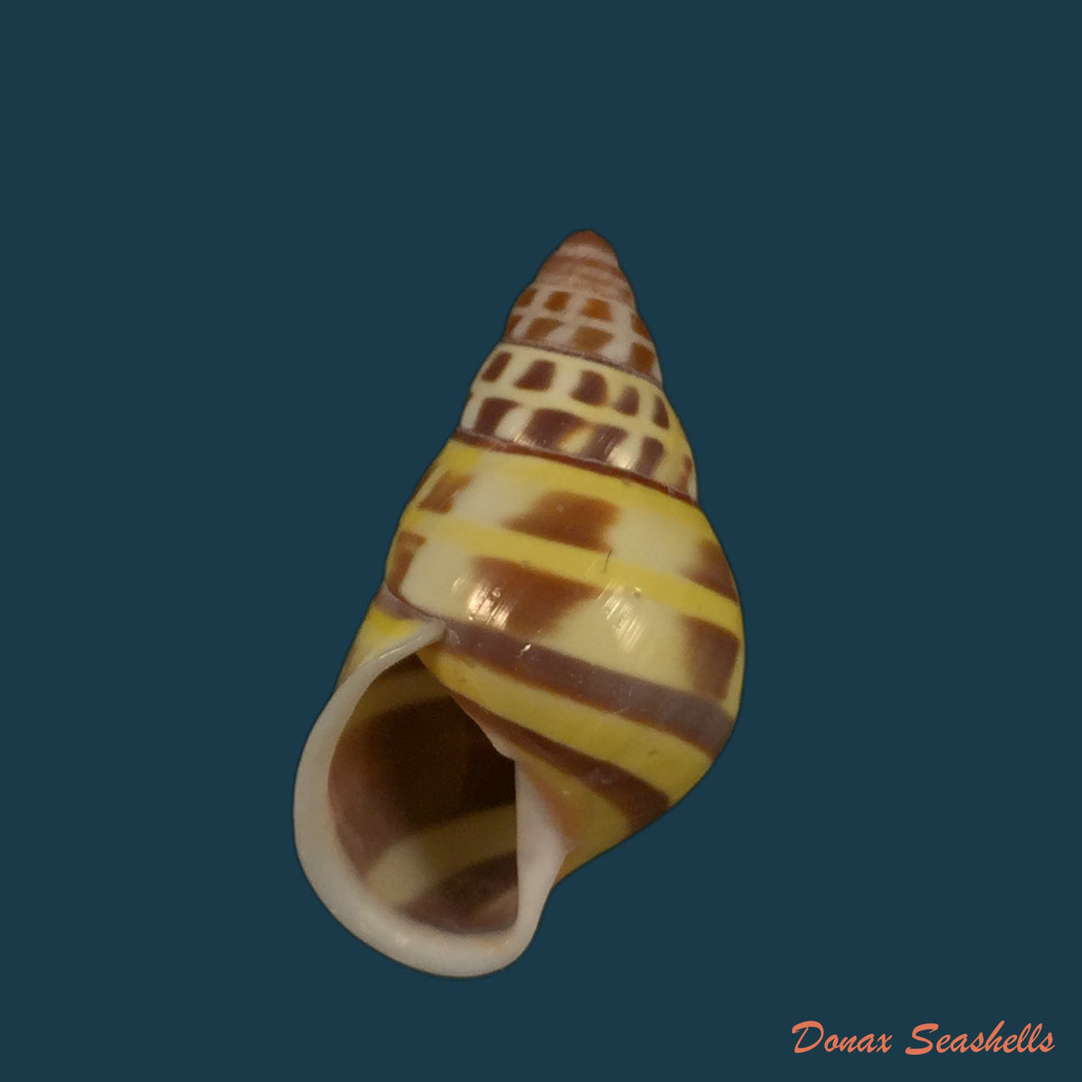 copia-de-amphidromus-contrarius-o-f-muller-1774-29-5mm