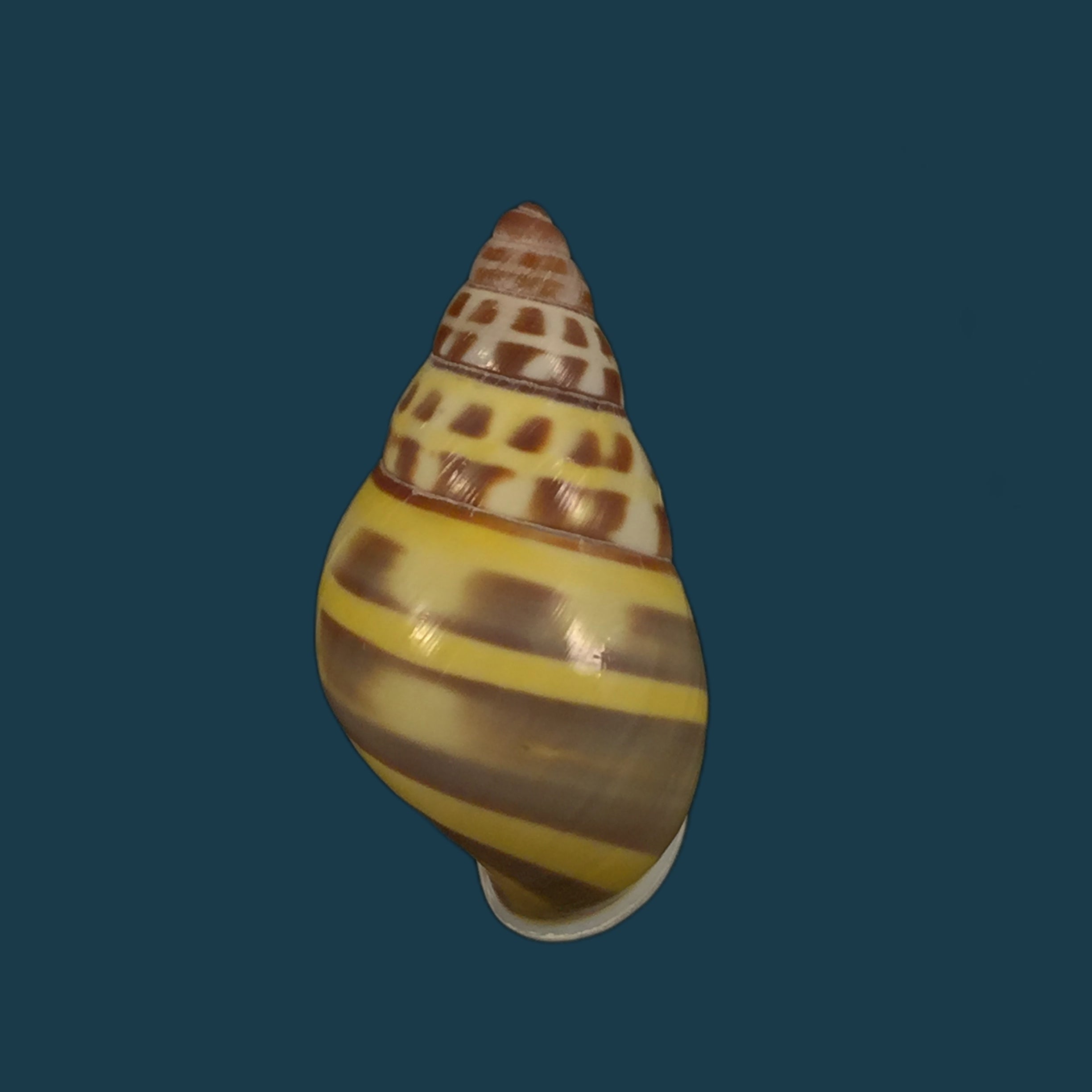 Amphidromus contrarius (OF Müller, 1774) - 28,3mm