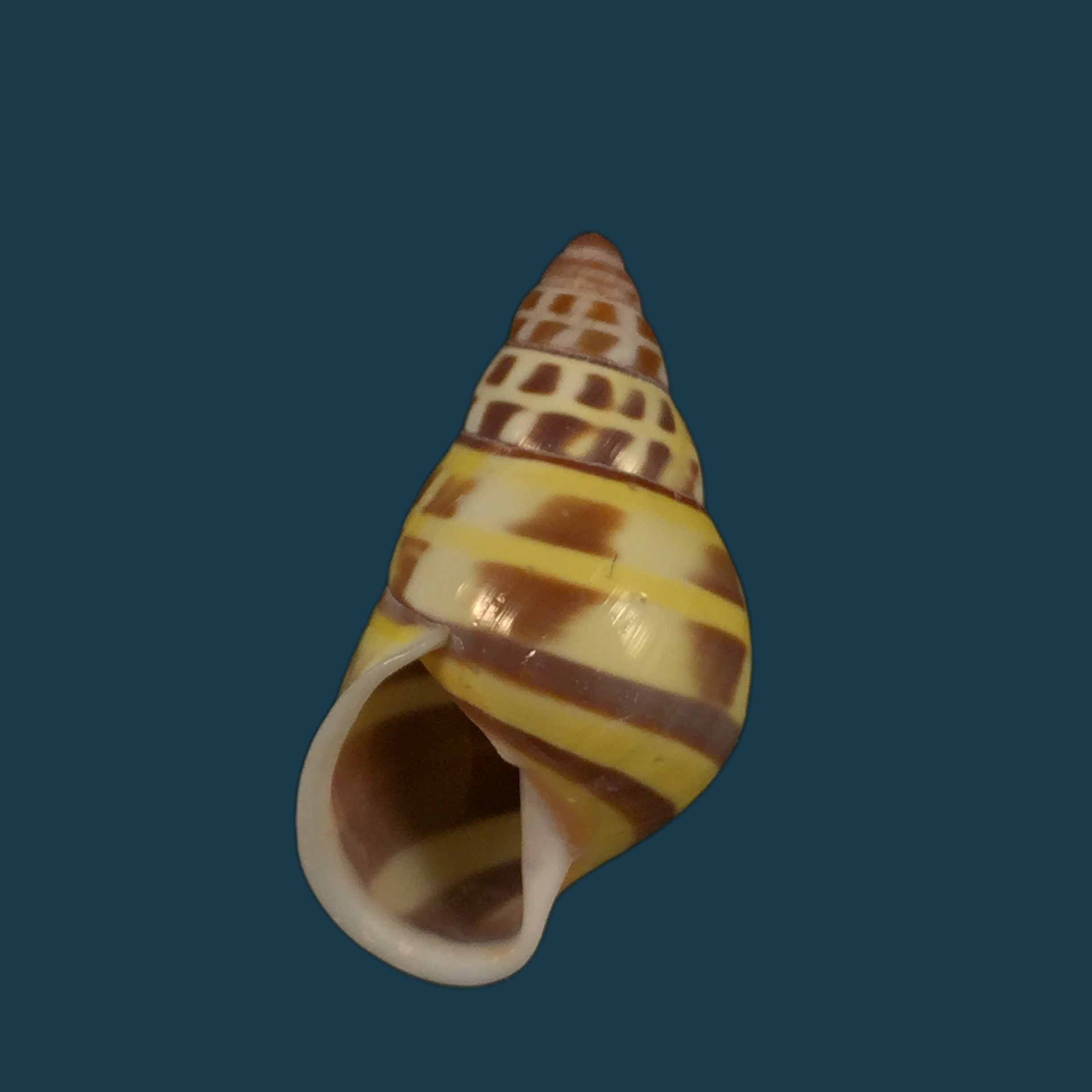 Amphidromus contrarius (OF Müller, 1774) - 28,3mm
