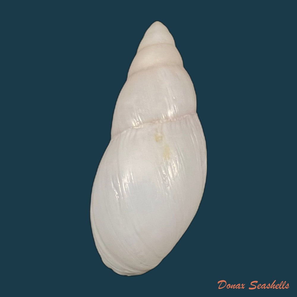 copia-de-amphidromus-furcillatus-mousson-1849-30-6mm