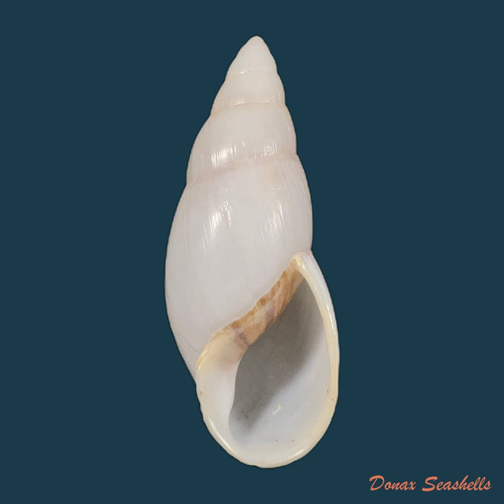 copia-de-amphidromus-furcillatus-mousson-1849-30-6mm