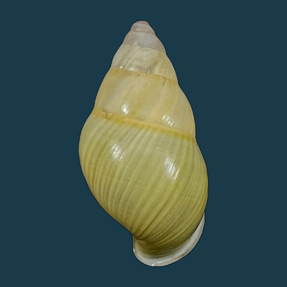 copia-de-amphidromus-furcillatus-mousson-1849-33-5mm