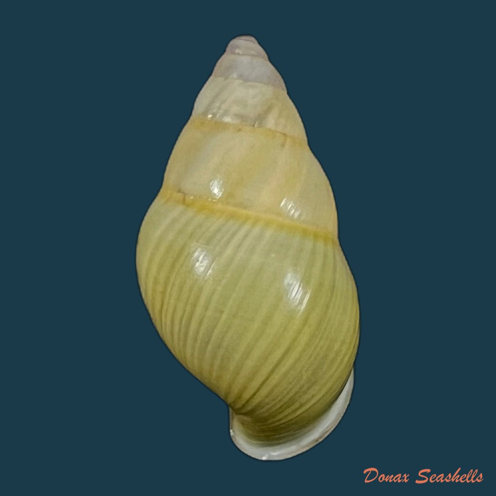 copia-de-amphidromus-furcillatus-mousson-1849-33-5mm