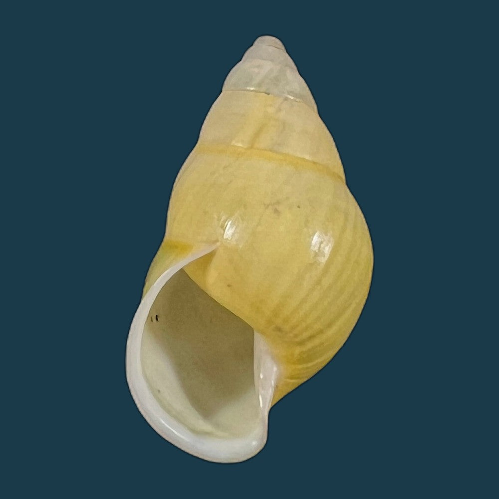copia-de-amphidromus-furcillatus-mousson-1849-33-5mm