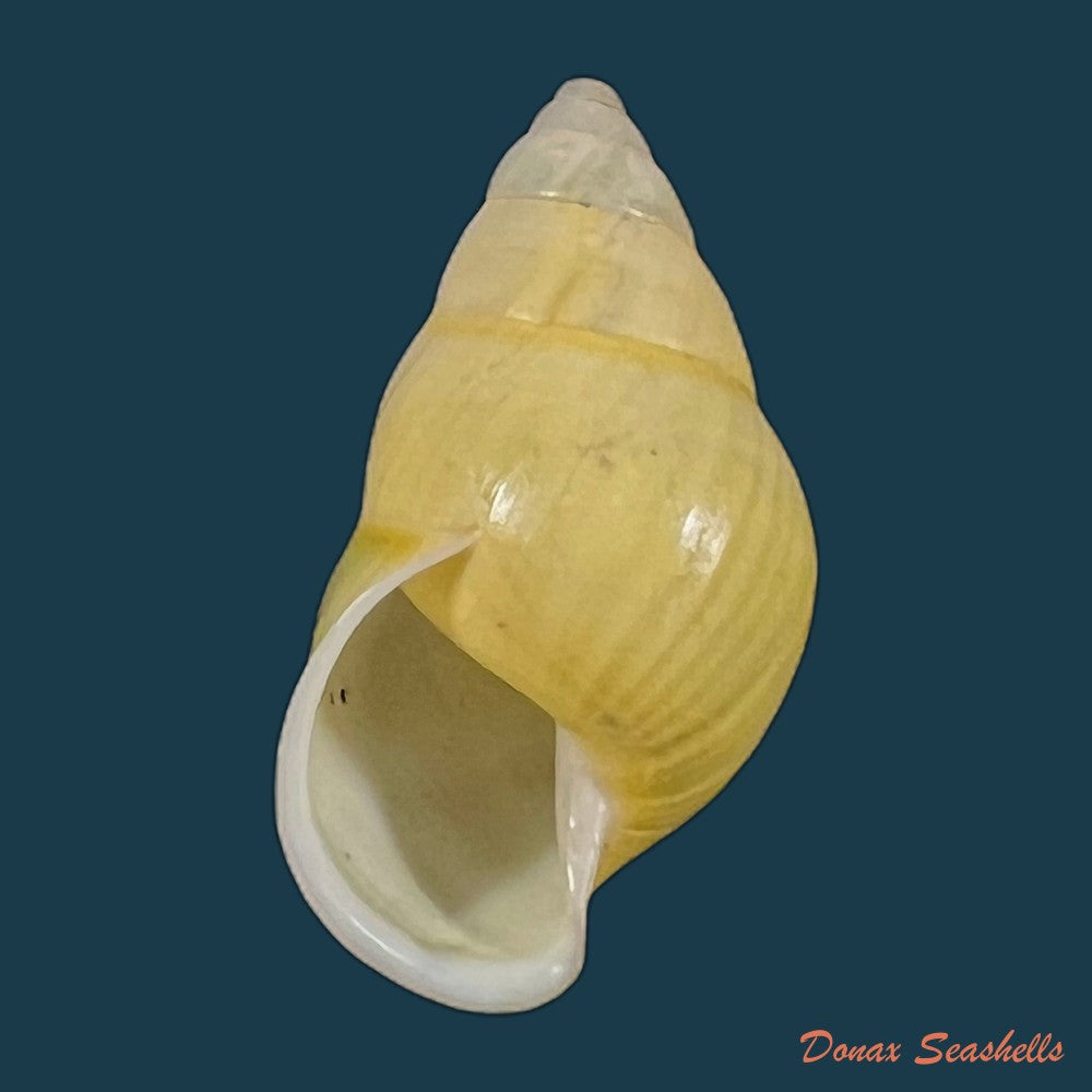 copia-de-amphidromus-furcillatus-mousson-1849-33-5mm