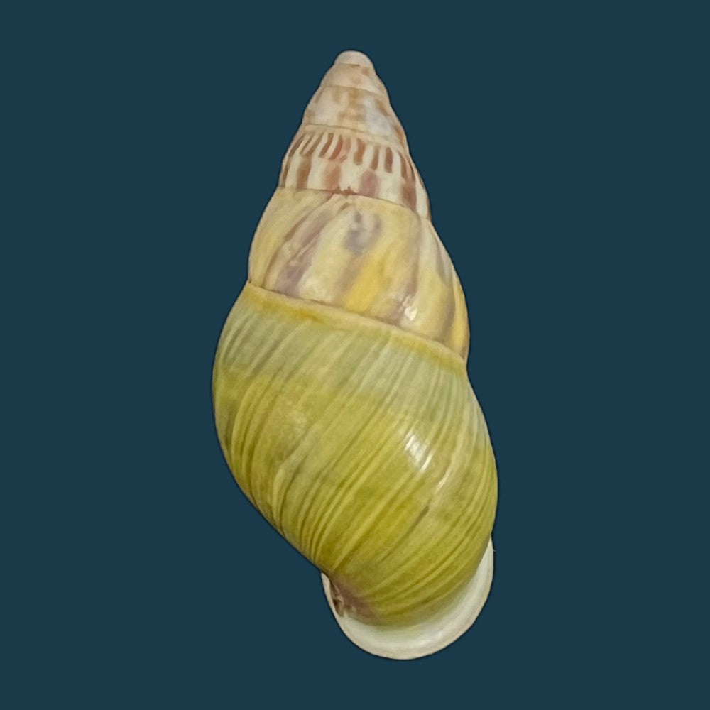 copia-de-amphidromus-furcillatus-mousson-1849-34-4mm-1