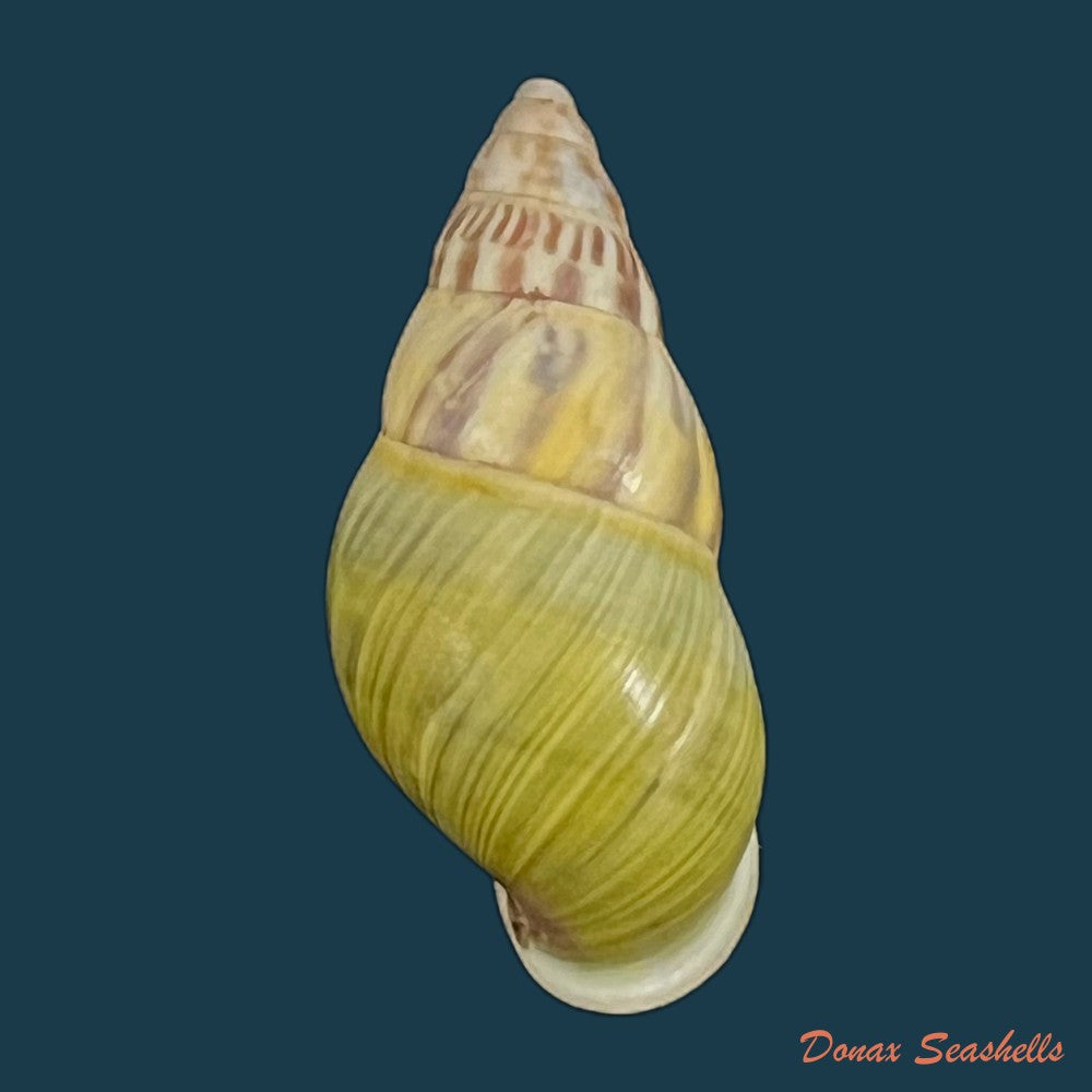 copia-de-amphidromus-furcillatus-mousson-1849-34-4mm-1