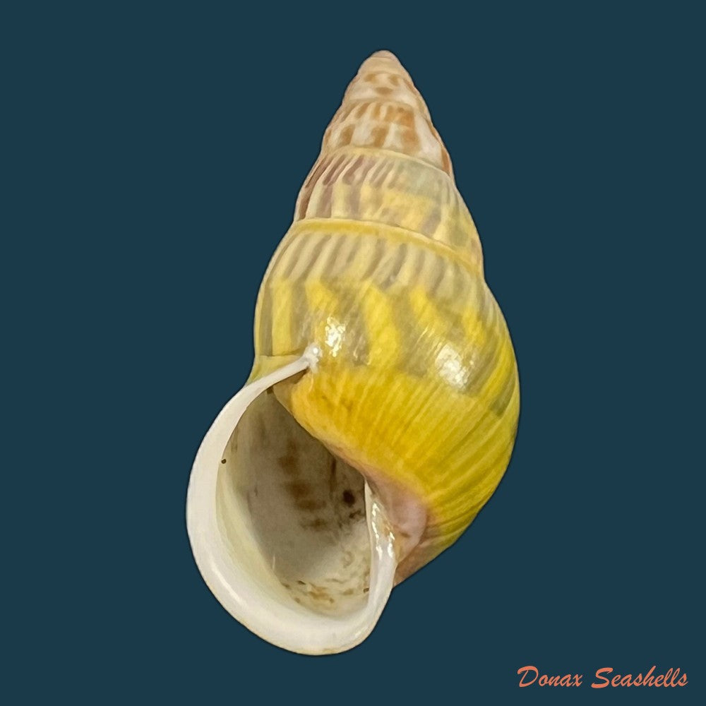copia-de-amphidromus-furcillatus-mousson-1849-34-4mm-1