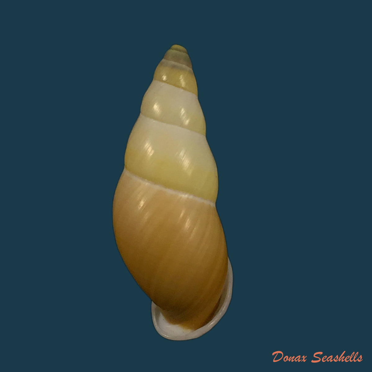 copia-de-amphidromus-inconstante-gracilis-von-martens-1899-63-2mm