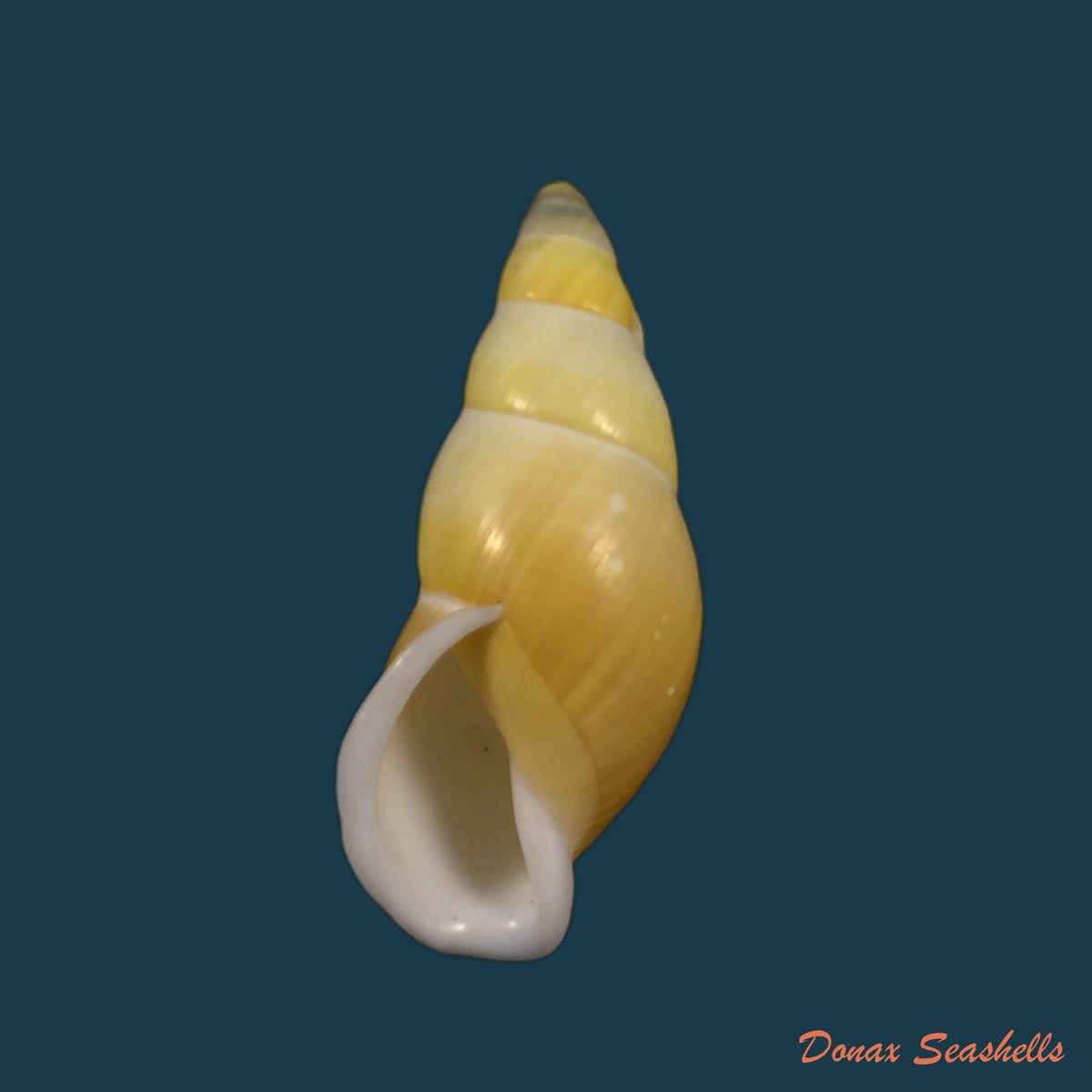 copia-de-amphidromus-inconstante-gracilis-von-martens-1899-63-2mm