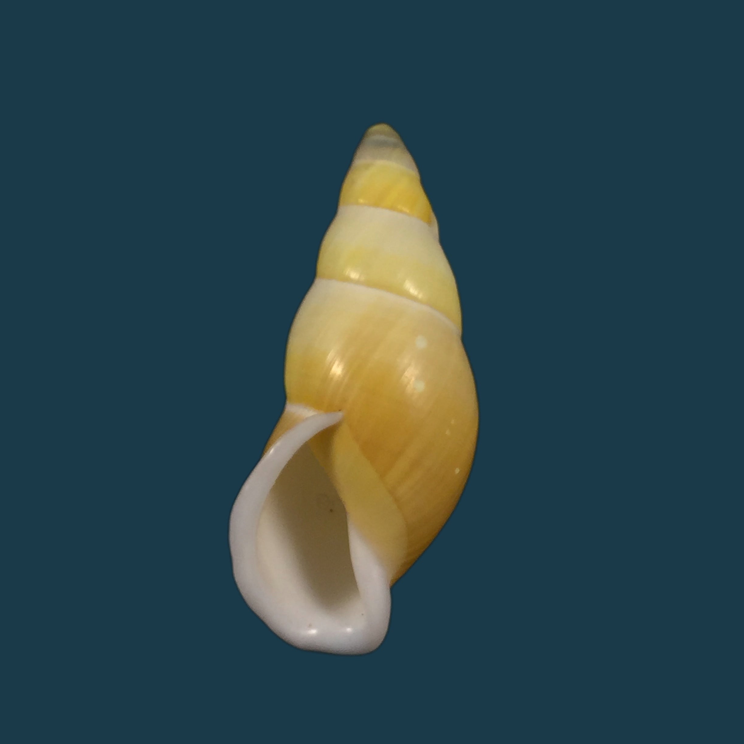 Amphidromus inconstans var. gracilis Rolle, 1903 - 38,9mm