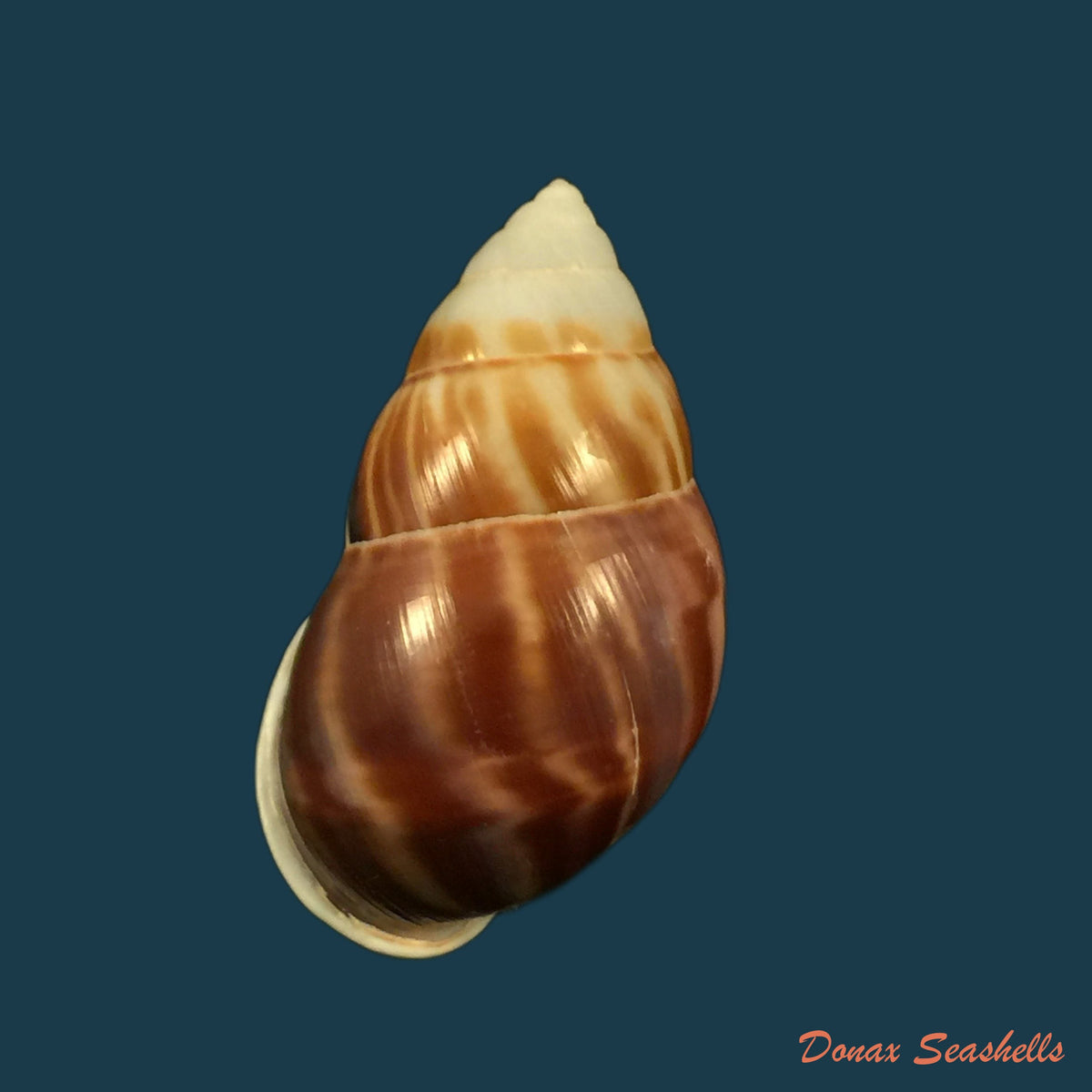 copia-de-amphidromus-palaceus-mousson-1848-58mm