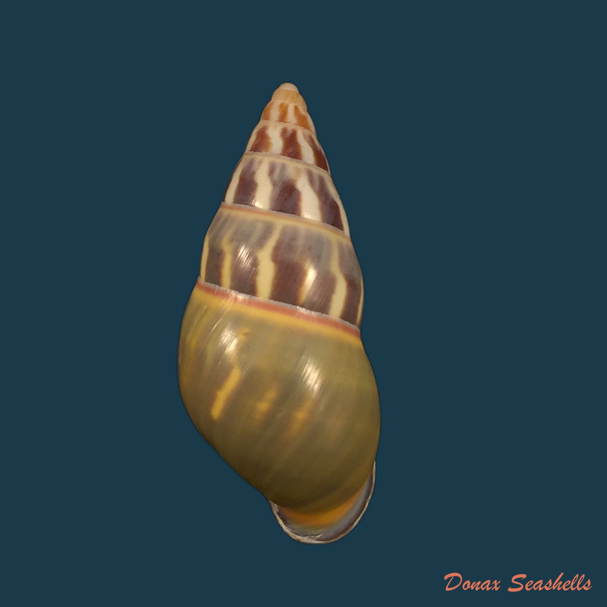 copia-de-amphidromus-phamani-thach-2016-39-1mm