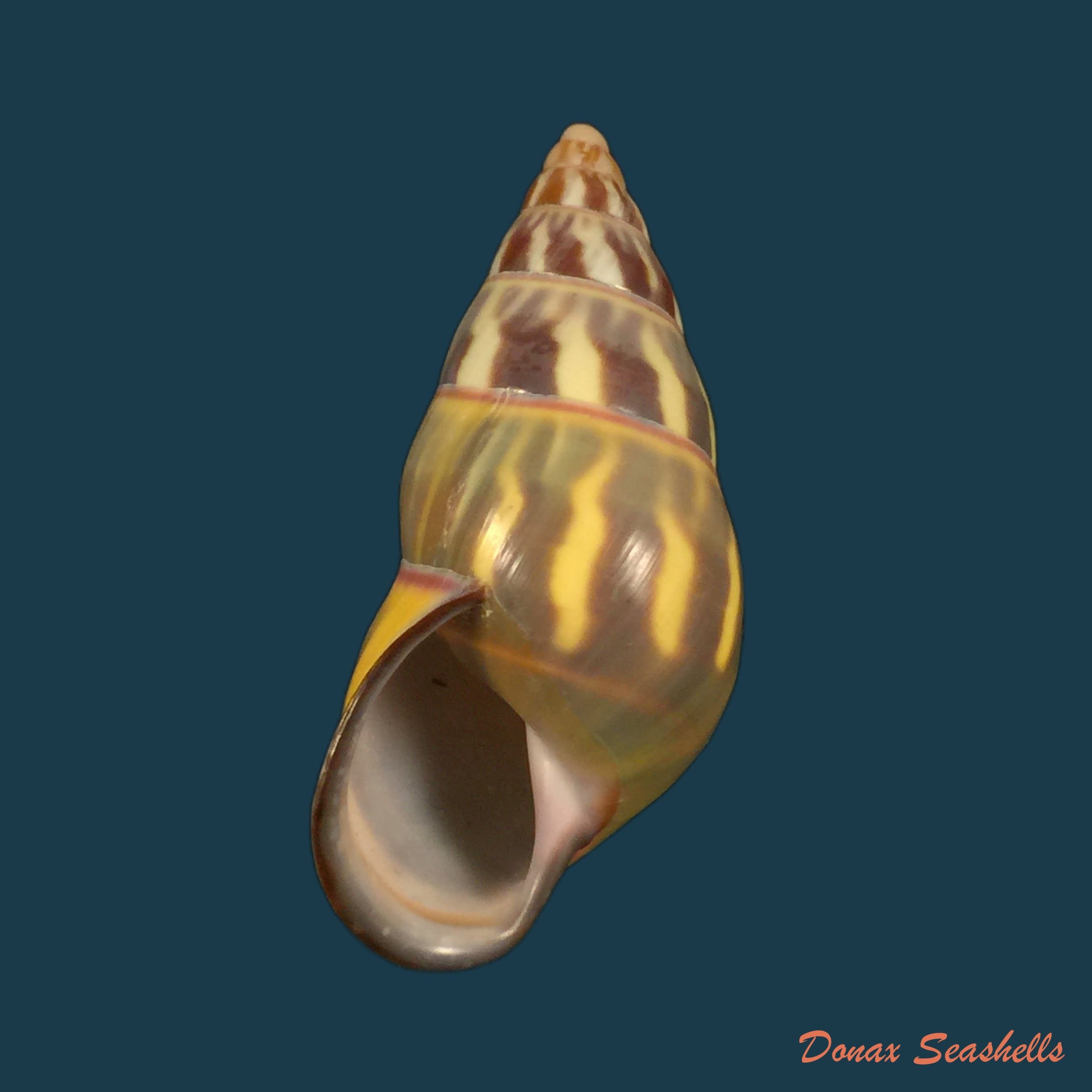copia-de-amphidromus-phamani-thach-2016-39-1mm