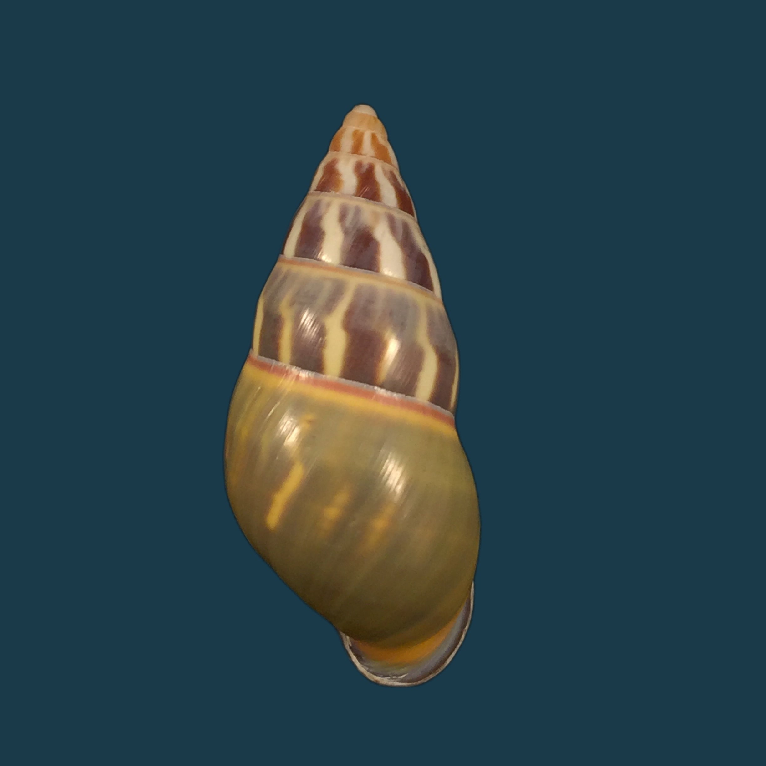 Amphidromus quadrasi Hidalgo, 1887 - 48,2毫米