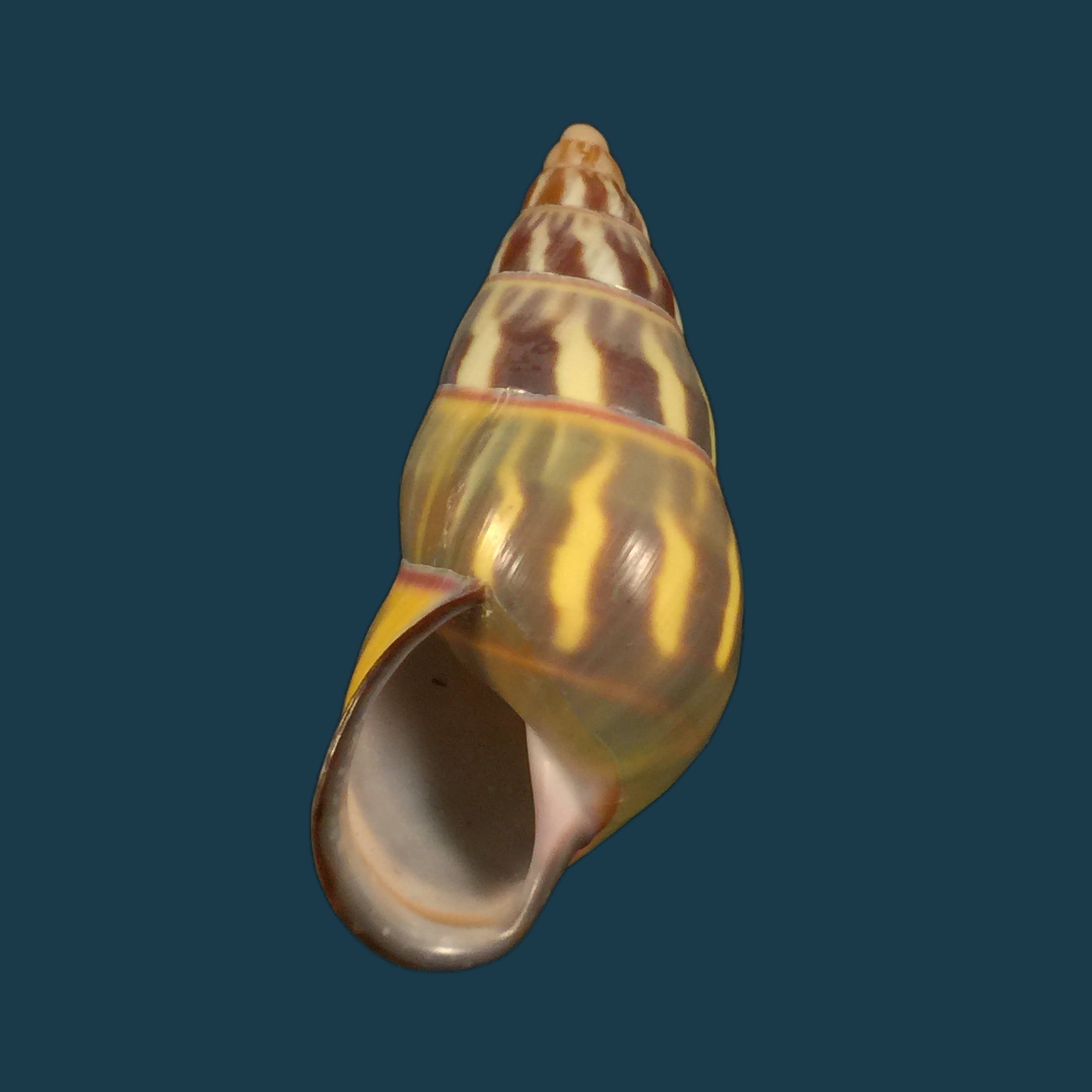 Amphidromus quadrasi Hidalgo, 1887 - 48,2毫米