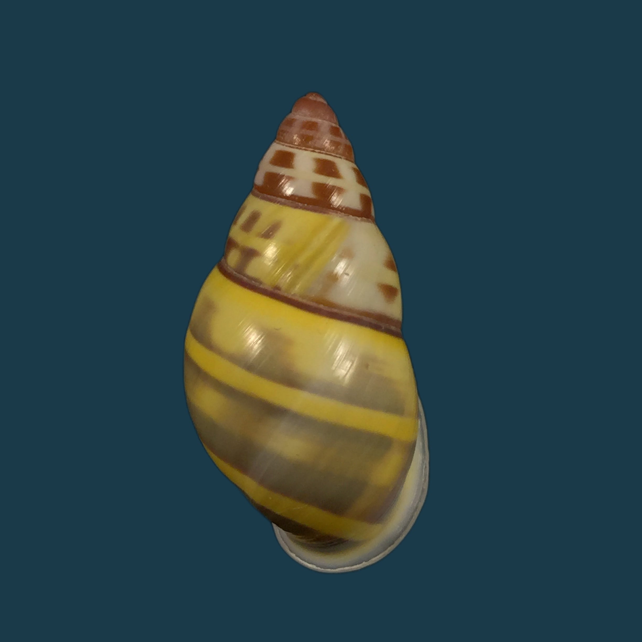 Amphidromus contrarius (OF Müller, 1774) - 29,5mm