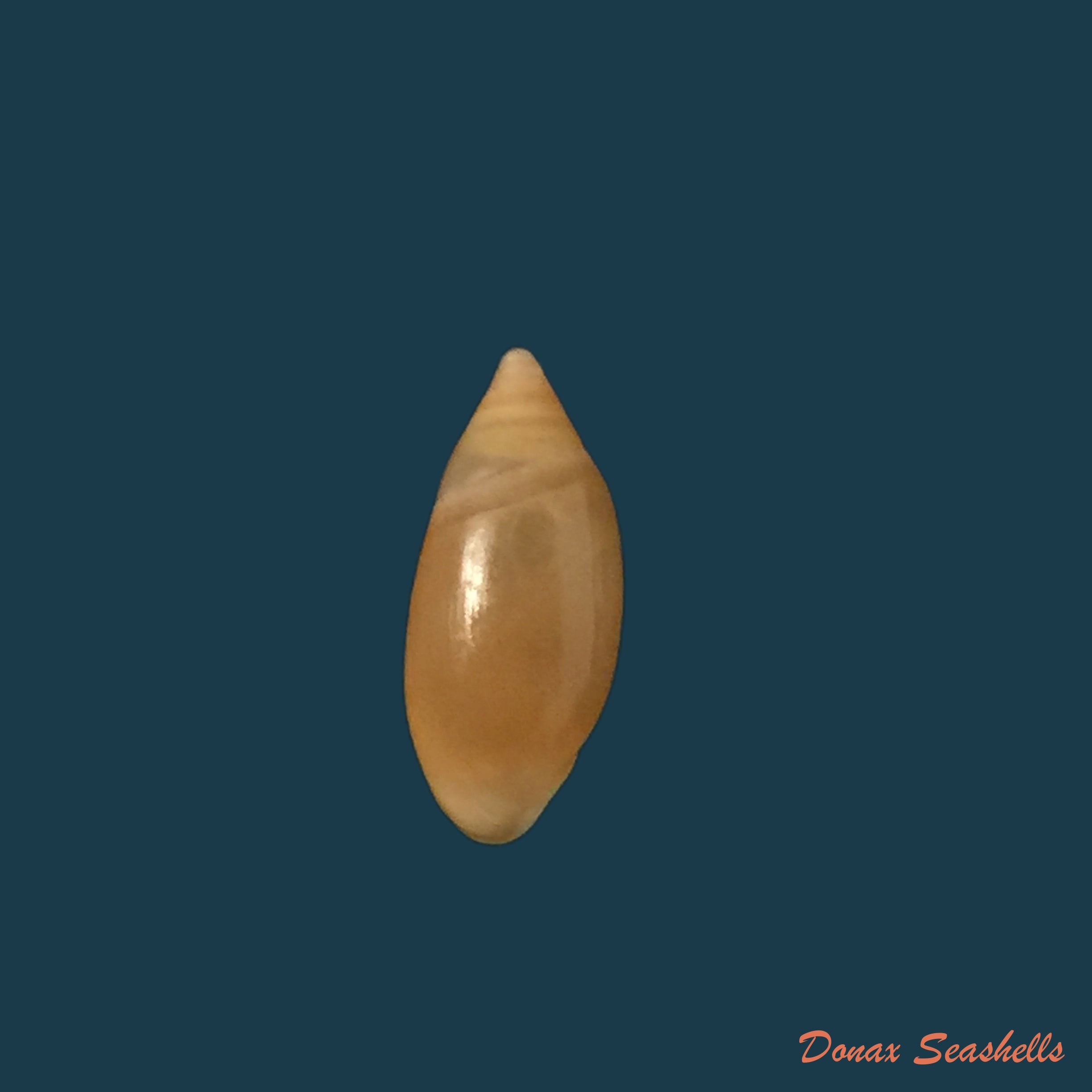 copia-de-amphorella-melampoides-r-t-lowe-1831-10-5mm