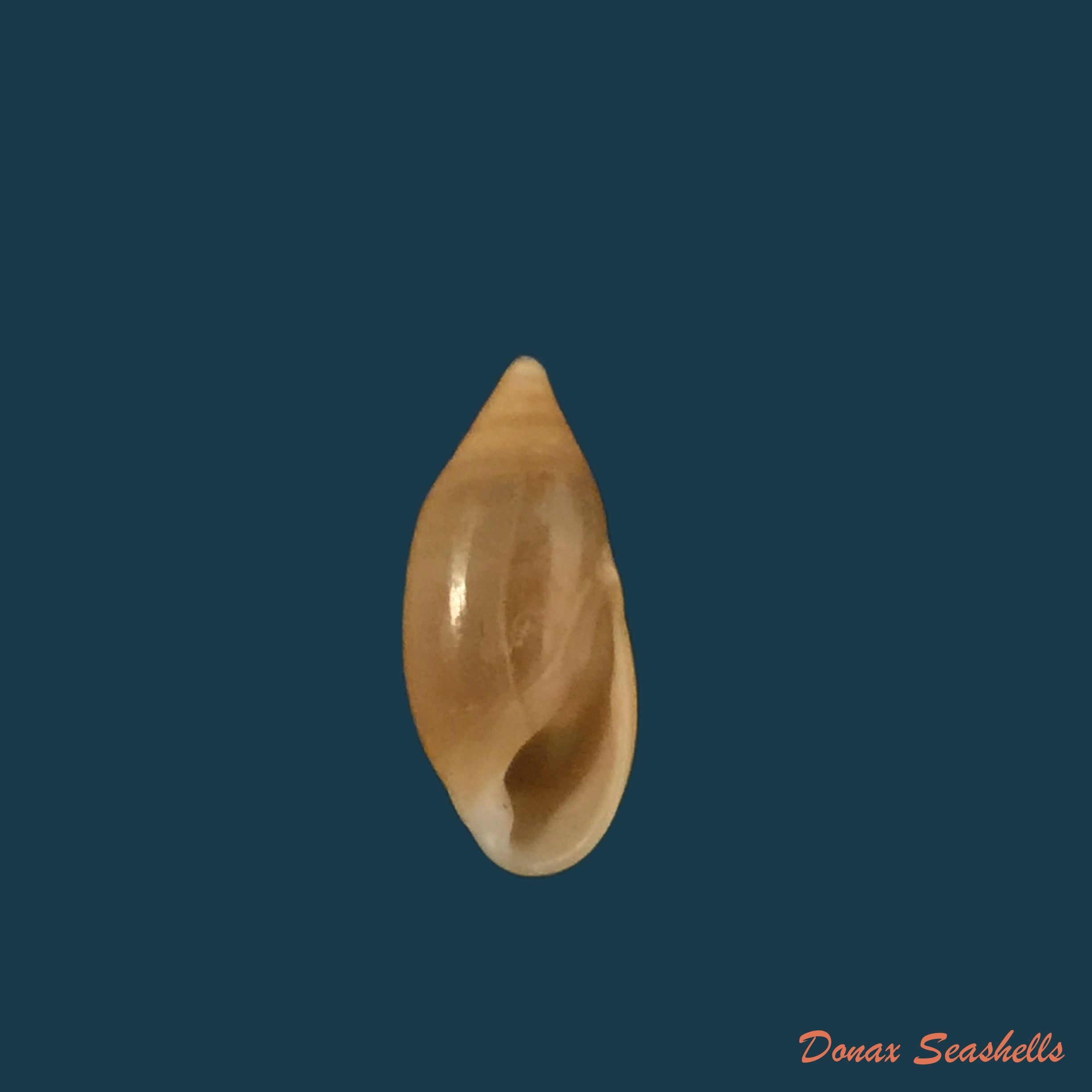 copia-de-amphorella-melampoides-r-t-lowe-1831-10-5mm