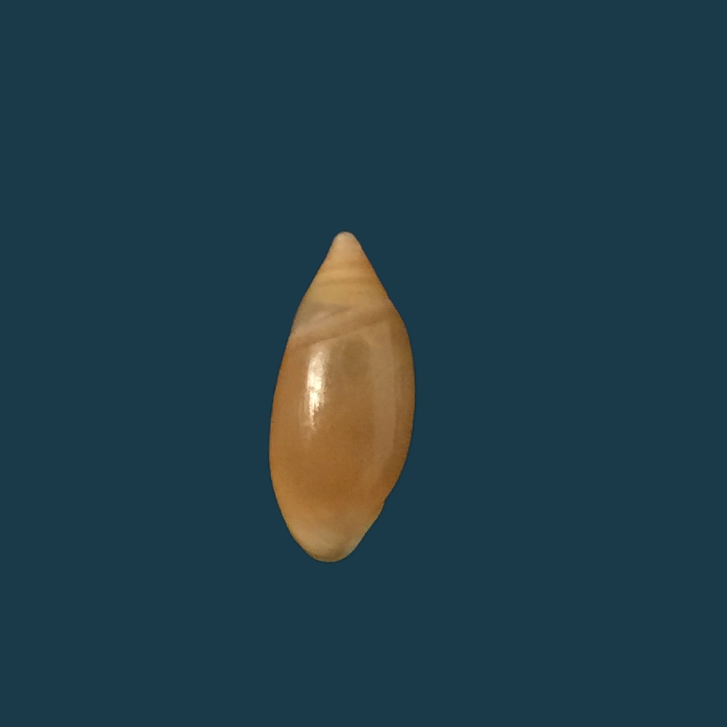Amphorella melampoides（RT Lowe，1831）- 10,8毫米