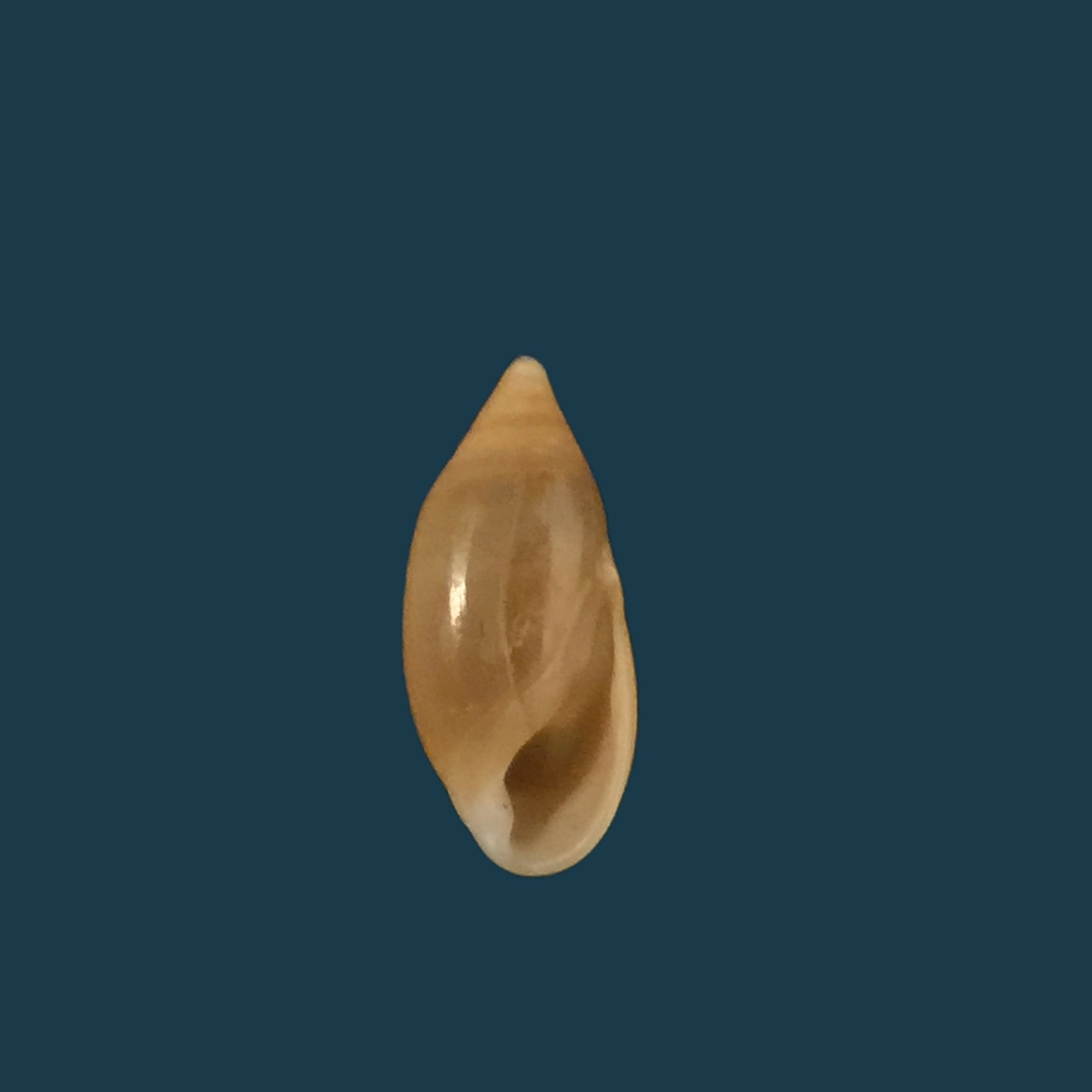Amphorella melampoides（RT Lowe，1831）- 10,8毫米