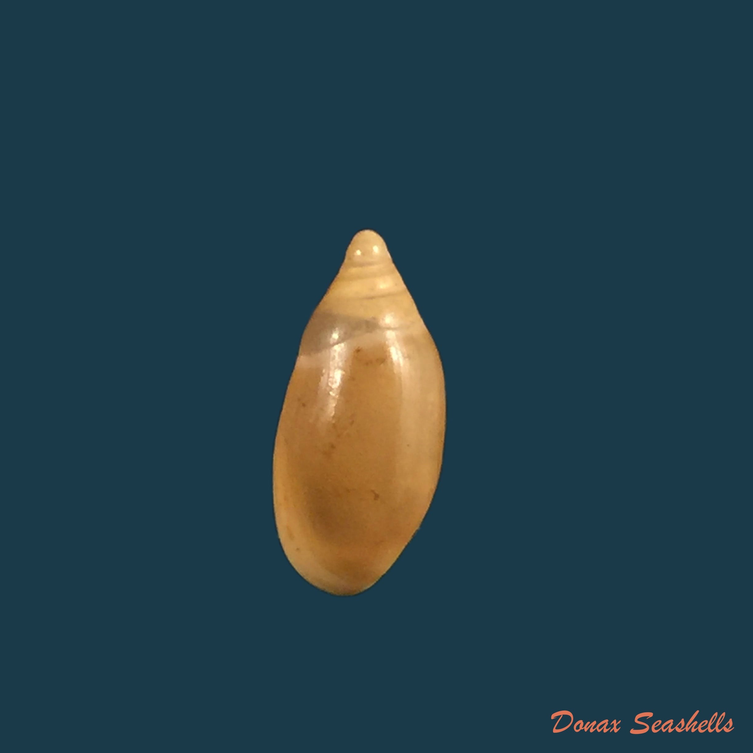 copia-de-amphorella-melampoides-r-t-lowe-1831-10-8mm