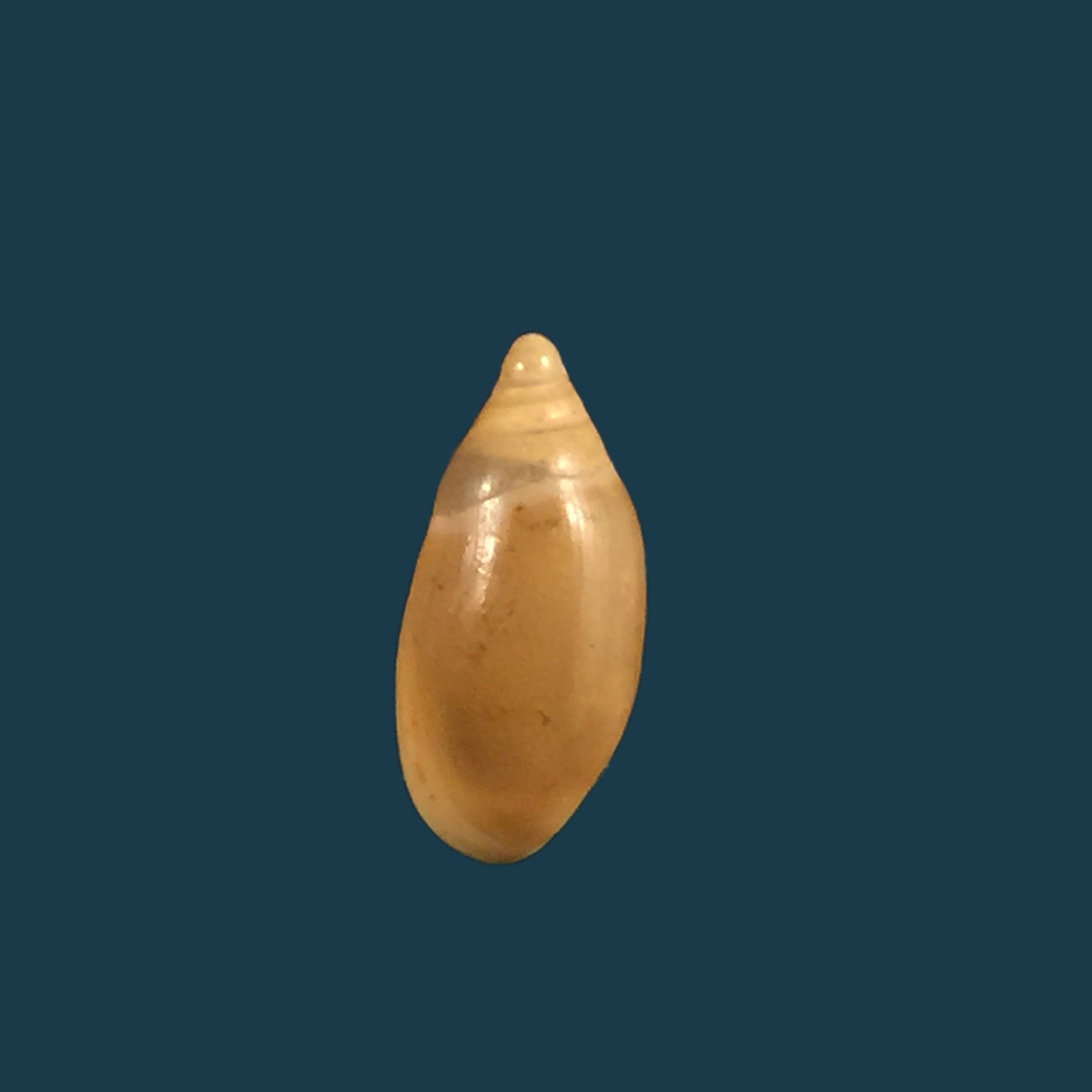 Amphorella melampoides（RT Lowe，1831）- 9.9毫米