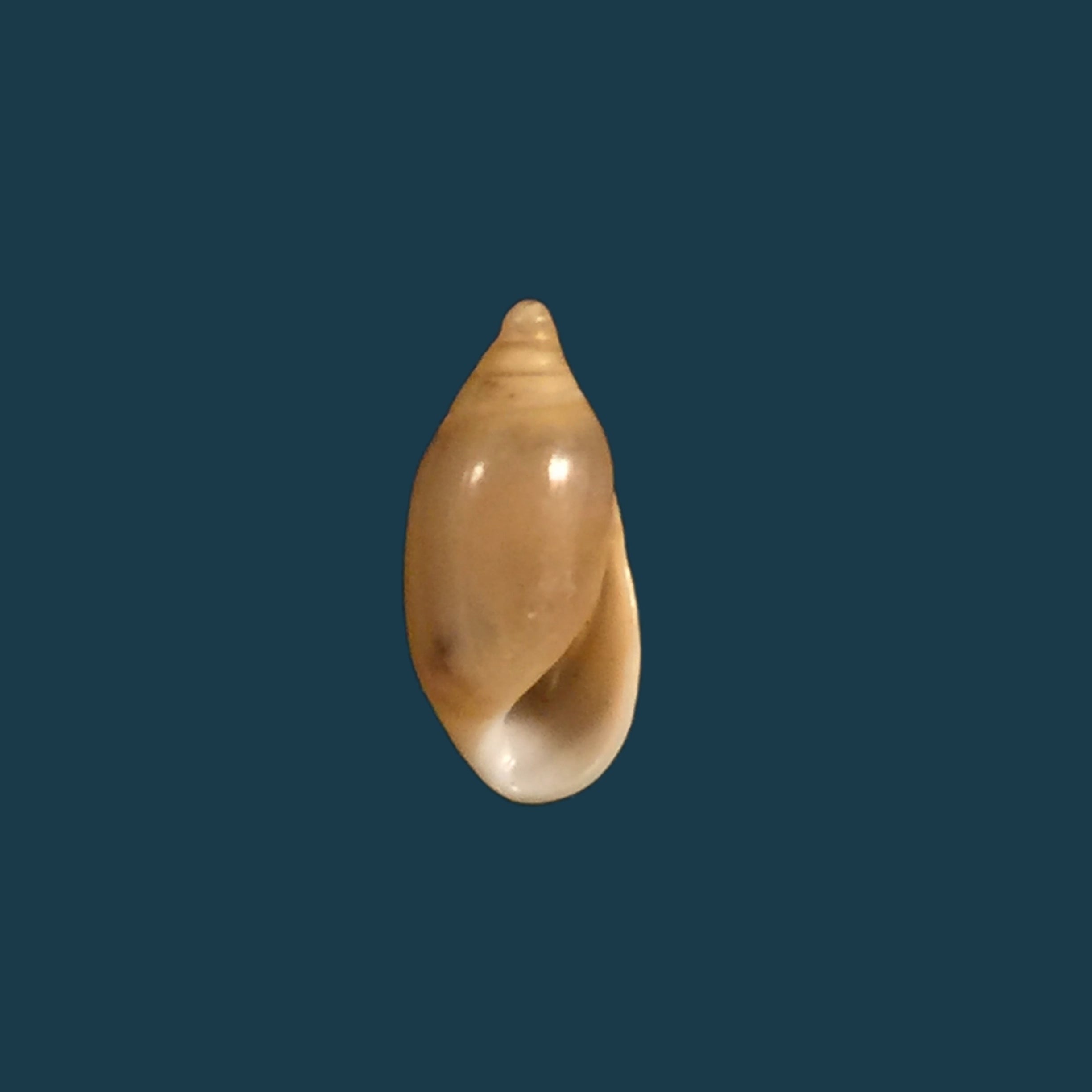 Amphorella melampoides（RT Lowe，1831）- 9.9毫米