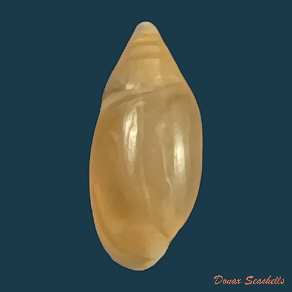 copia-de-amphorella-melampoides-r-t-lowe-1831-9-9mm-1