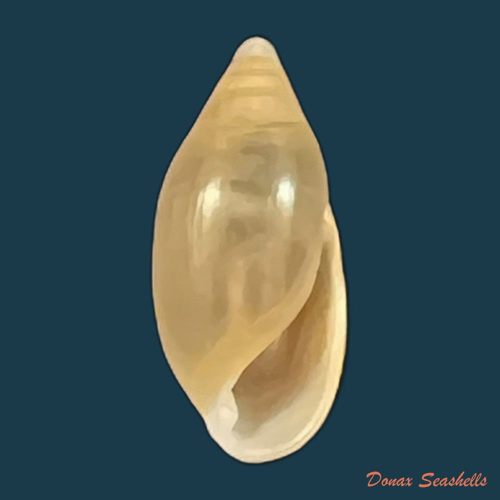 copia-de-amphorella-melampoides-r-t-lowe-1831-9-9mm-1
