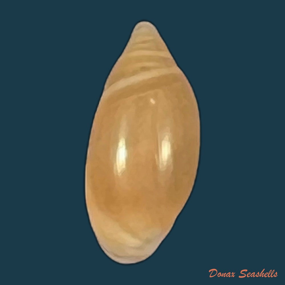 copia-de-amphorella-melampoides-r-t-lowe-1831-9-9mm