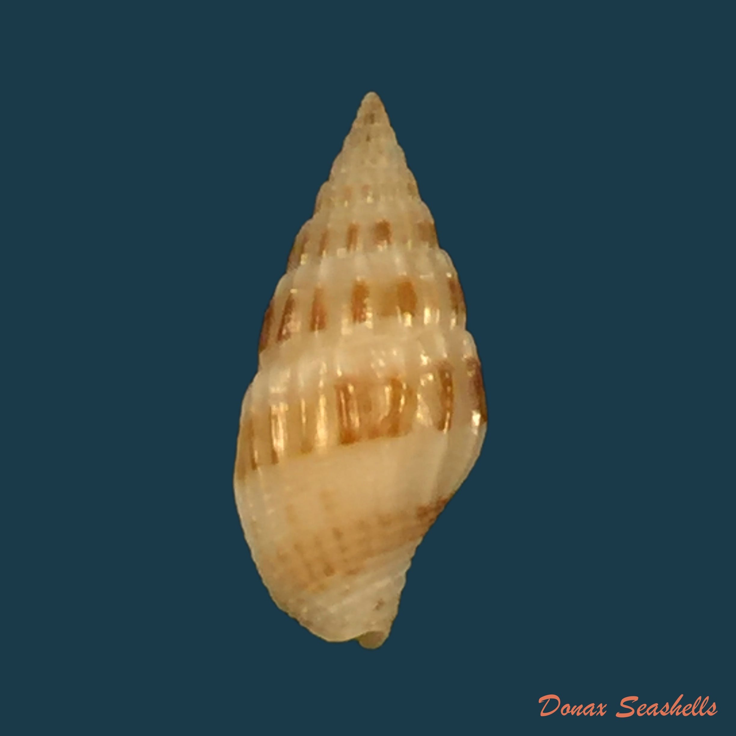 copia-de-anachis-lyrata-g-b-sowerby-i-1832-17-2mm