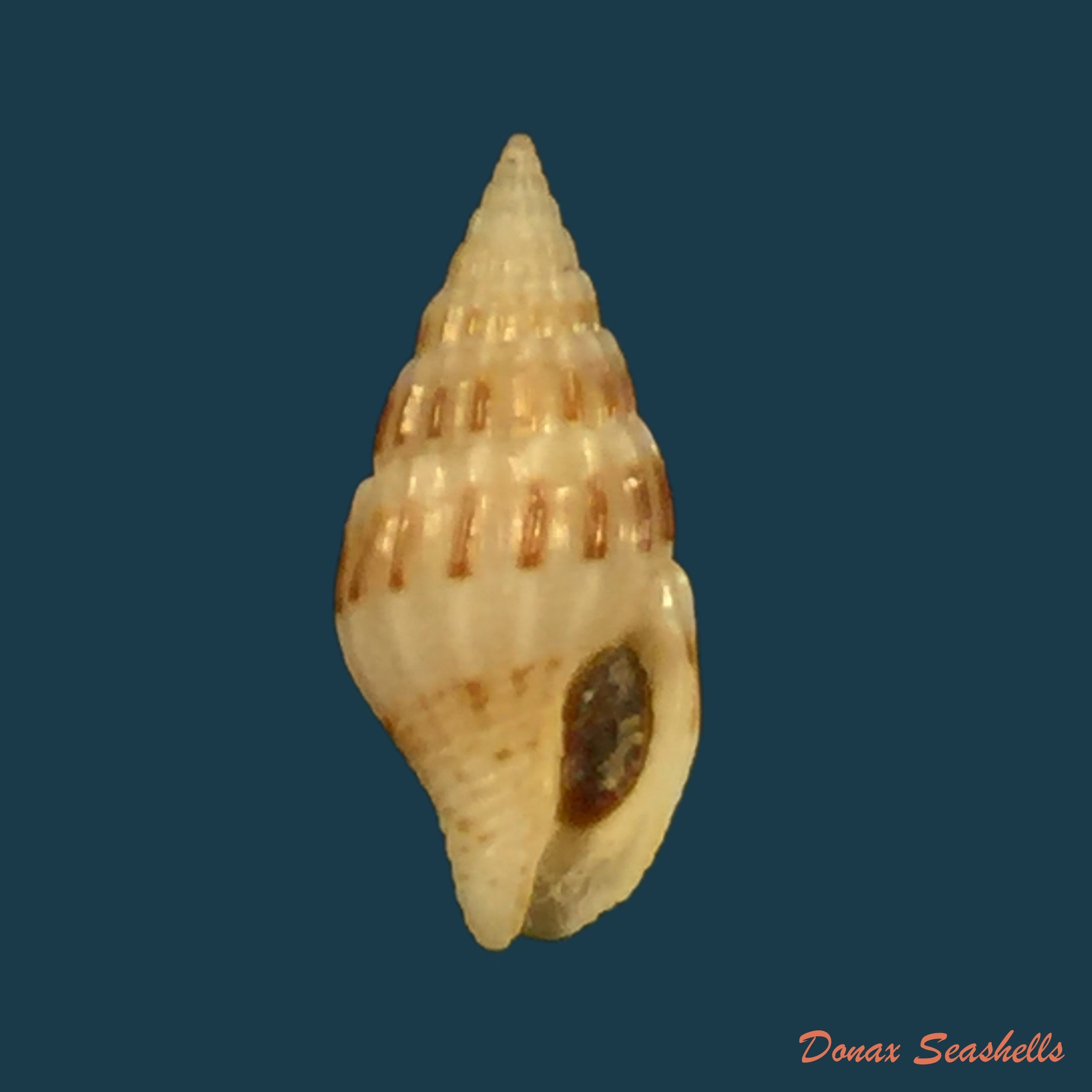 copia-de-anachis-lyrata-g-b-sowerby-i-1832-17-2mm