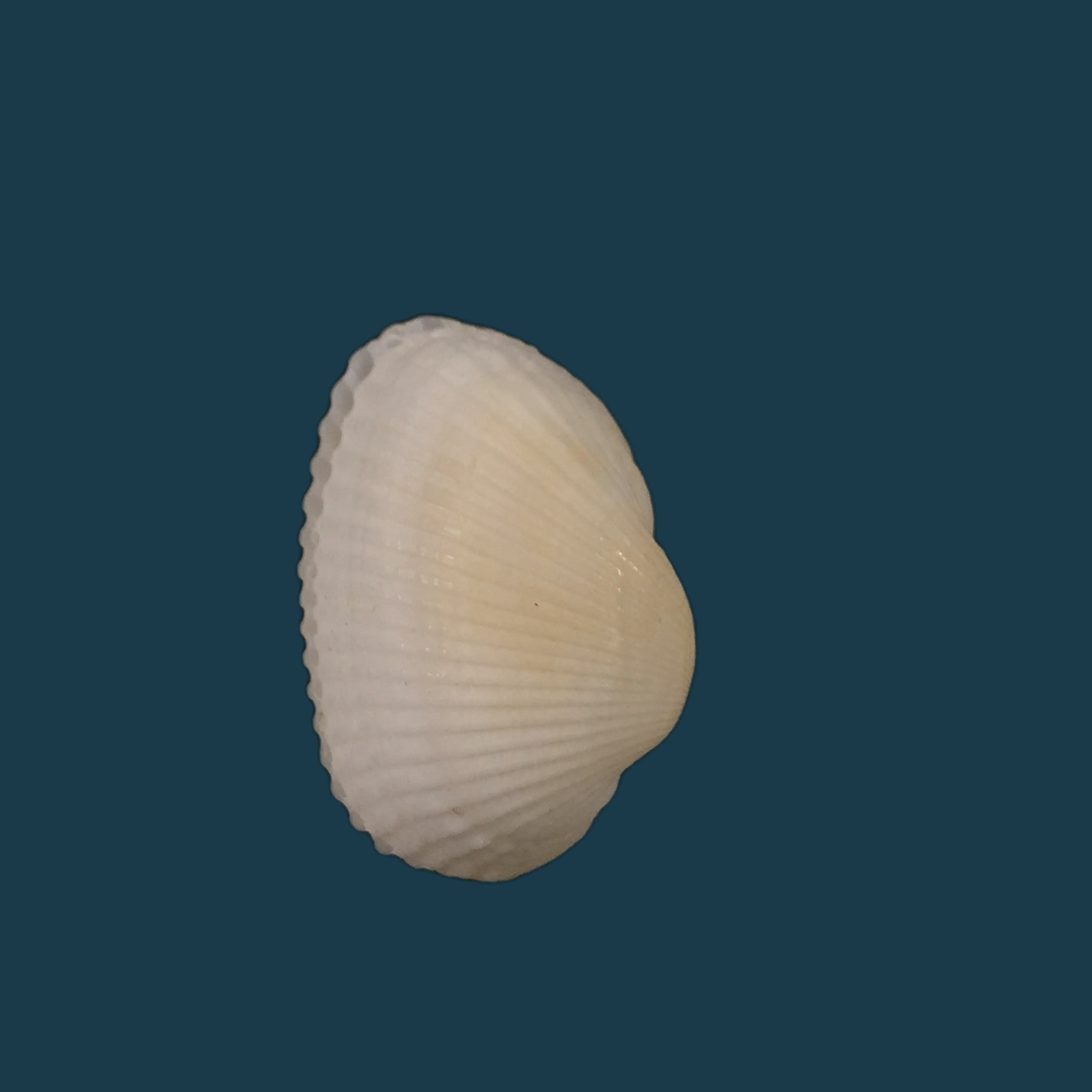 Anadara transversa (Say, 1822) - 26,9mm