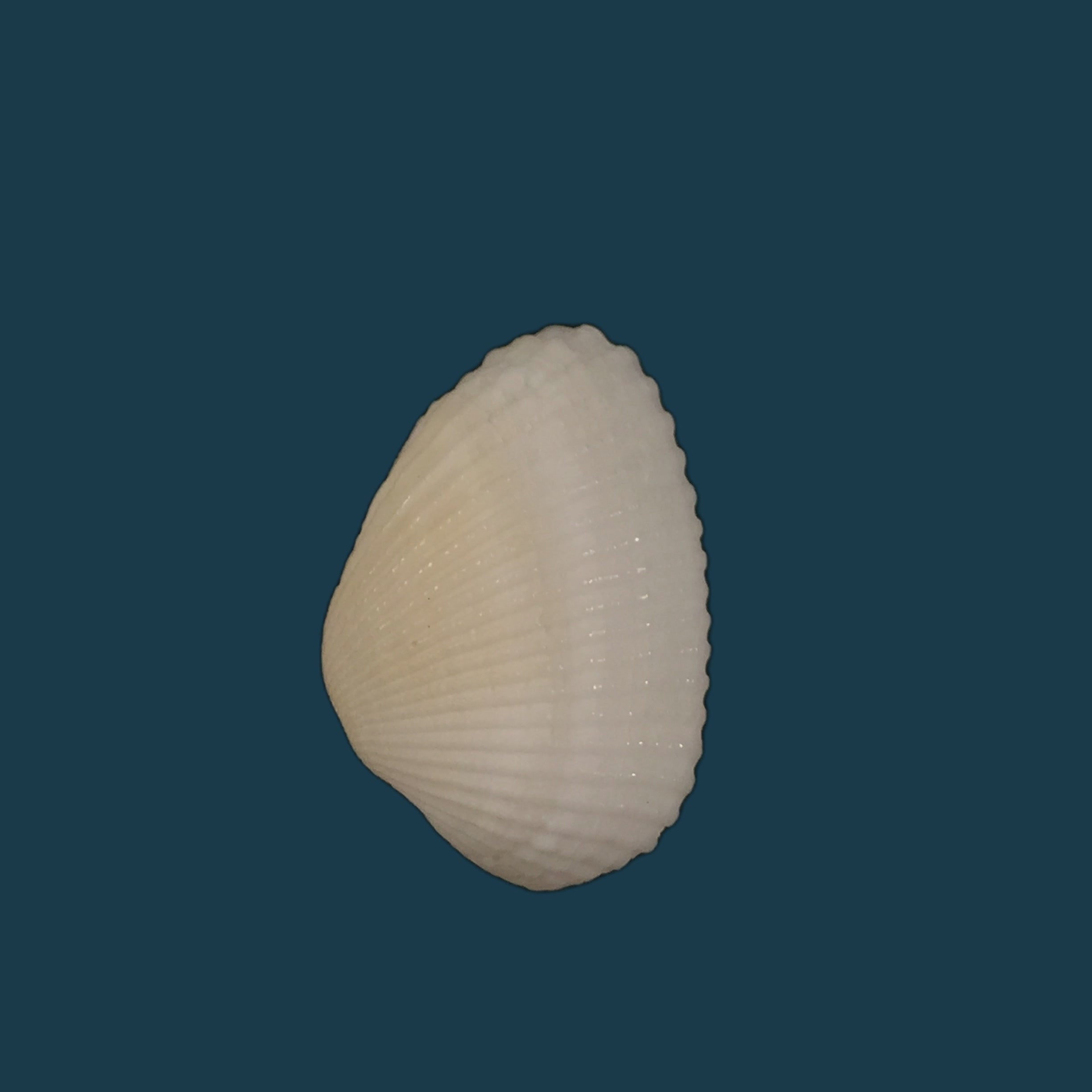 Anadara transversa (Say, 1822) - 26,9mm