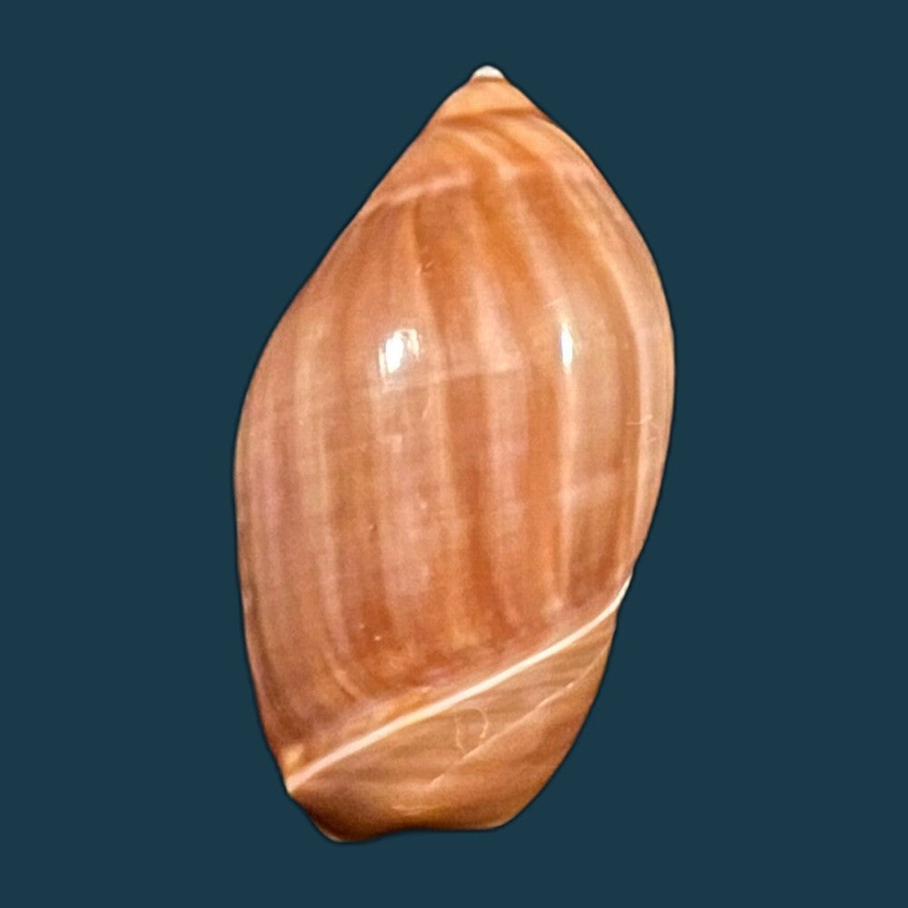 copia-de-ancilla-castanea-g-b-sowerby-i-1830-26-8mm