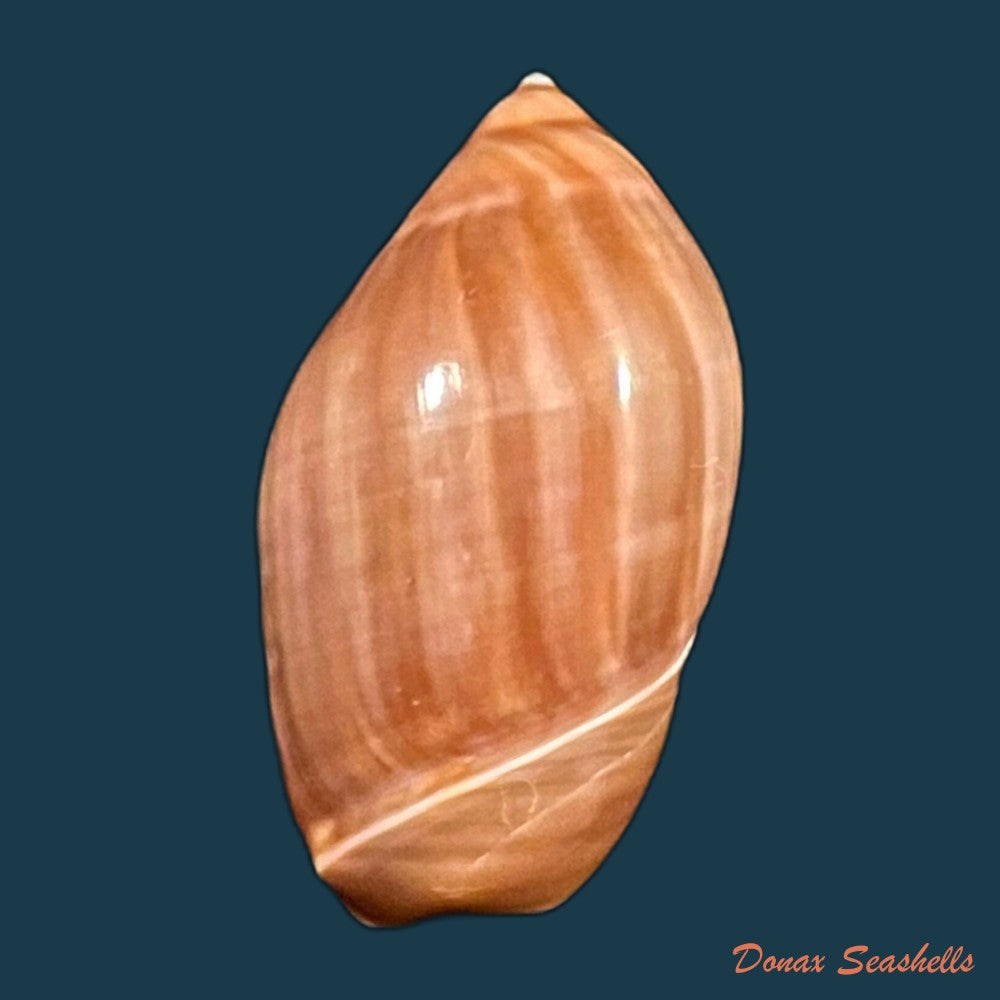 copia-de-ancilla-castanea-g-b-sowerby-i-1830-26-8mm
