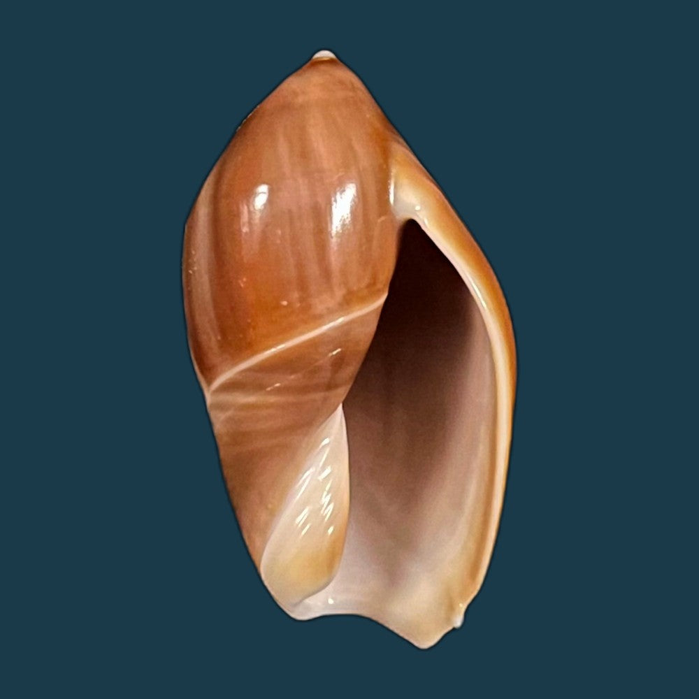 copia-de-ancilla-castanea-g-b-sowerby-i-1830-26-8mm