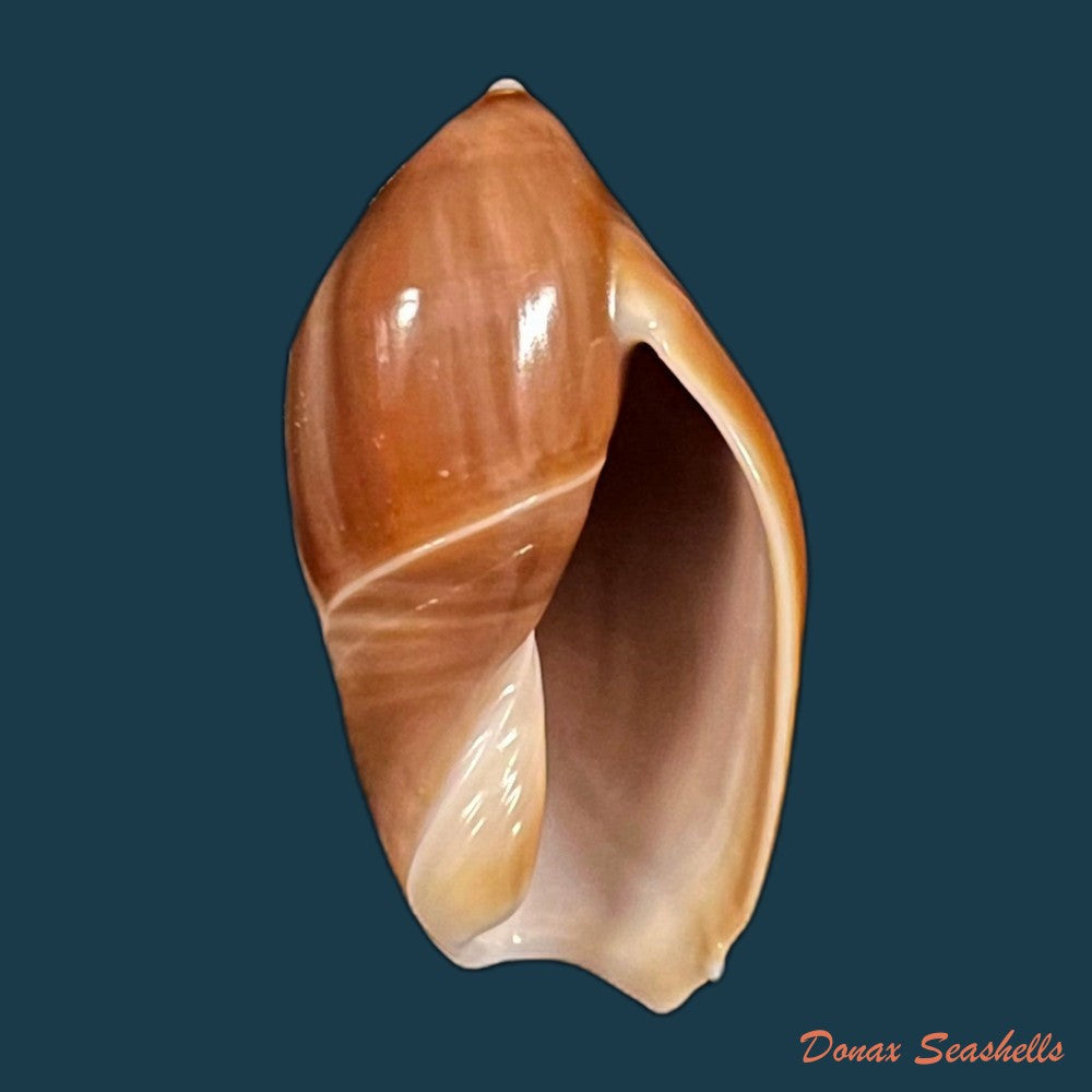 copia-de-ancilla-castanea-g-b-sowerby-i-1830-26-8mm