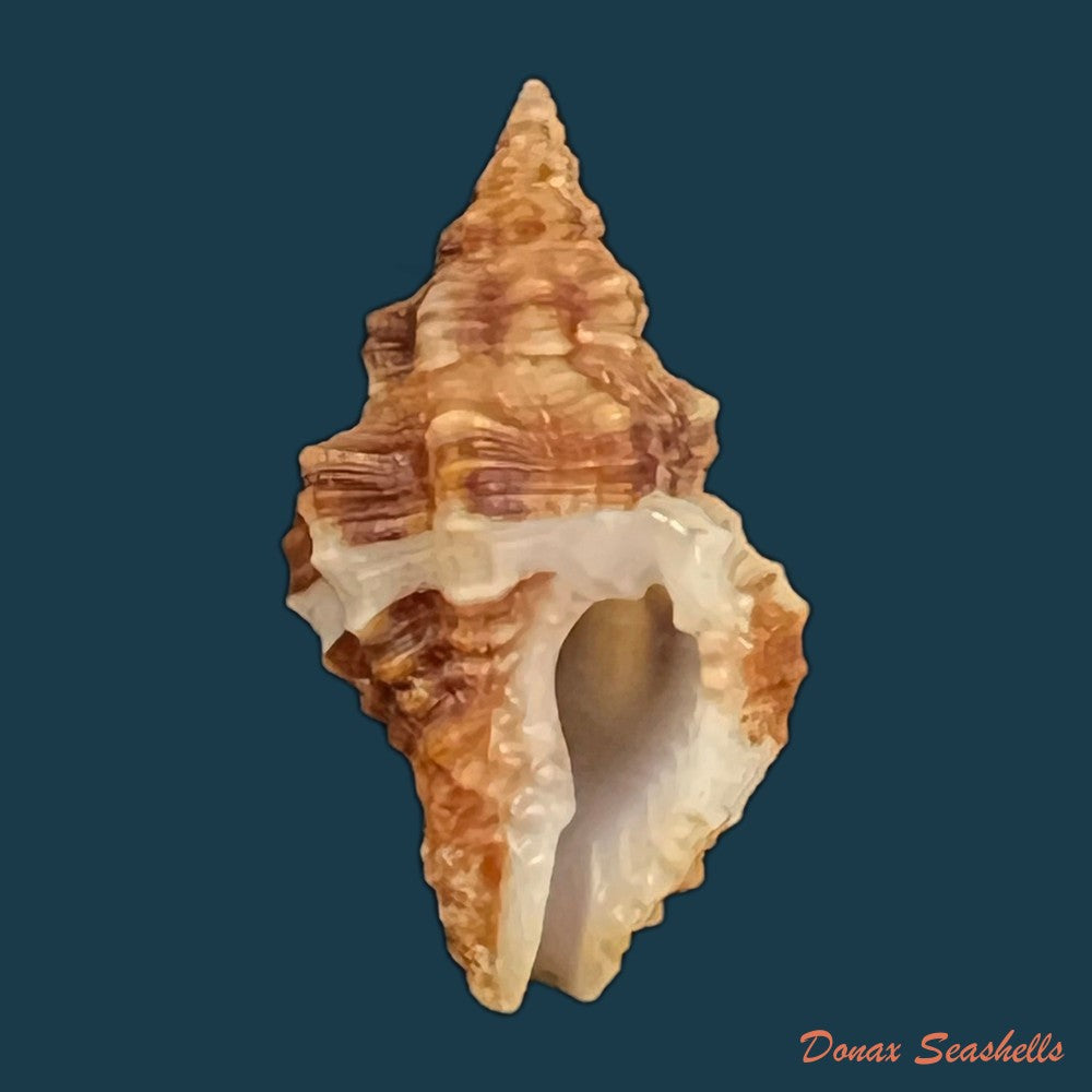 copia-de-ancistrolepis-vietnamensis-sirenko-goryachev-1990-78-8mm