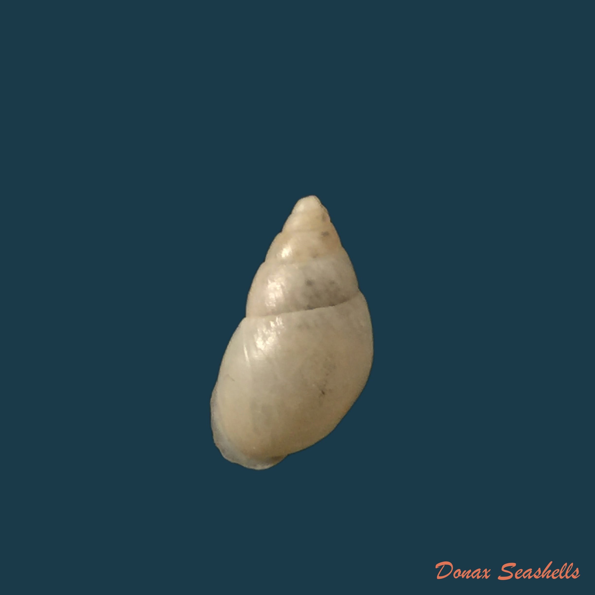 copia-de-anctus-angiostomus-wagner-1827-24-3mm