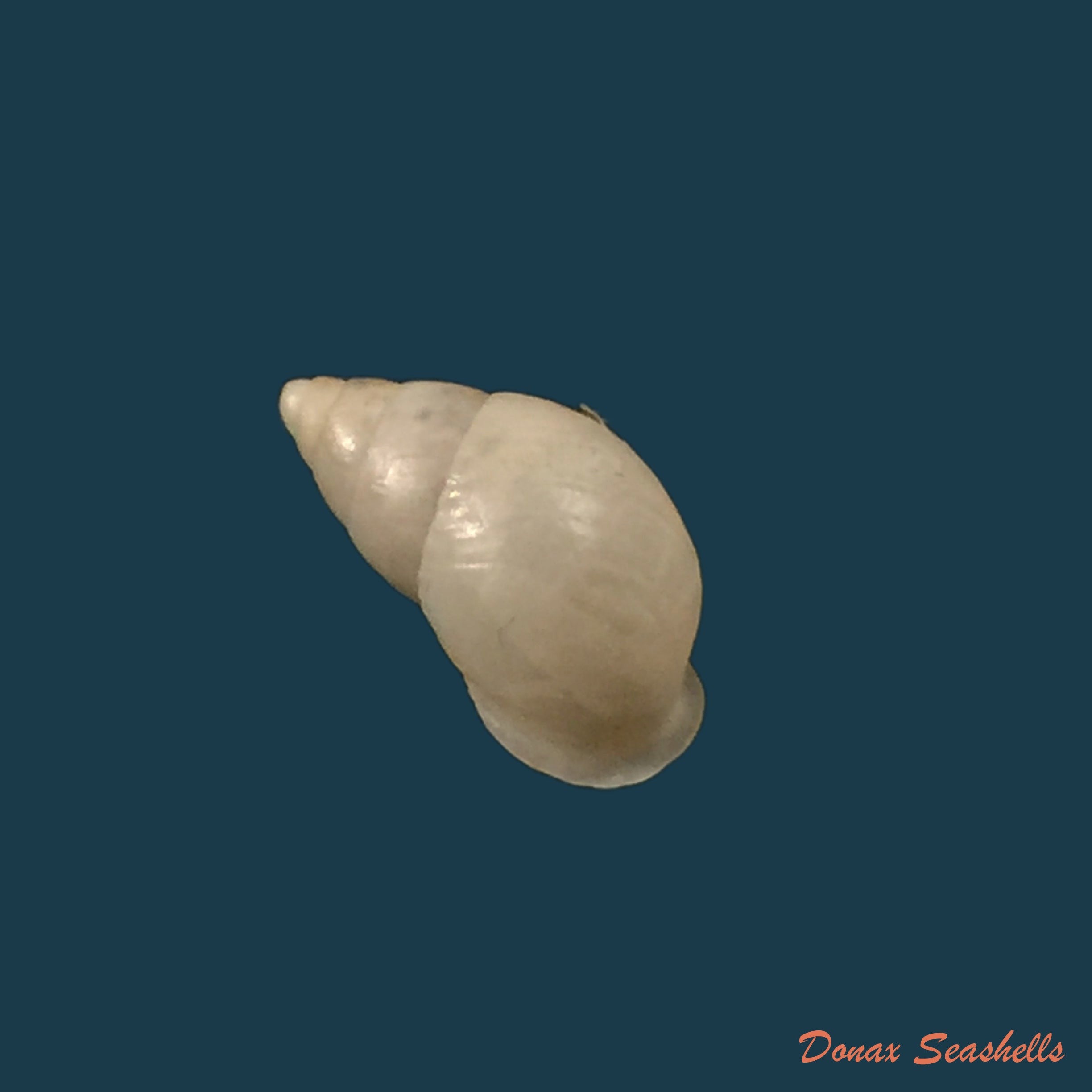 copia-de-anctus-angiostomus-wagner-1827-24-3mm