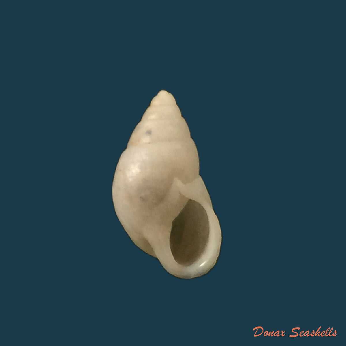 copia-de-anctus-angiostomus-wagner-1827-24-3mm