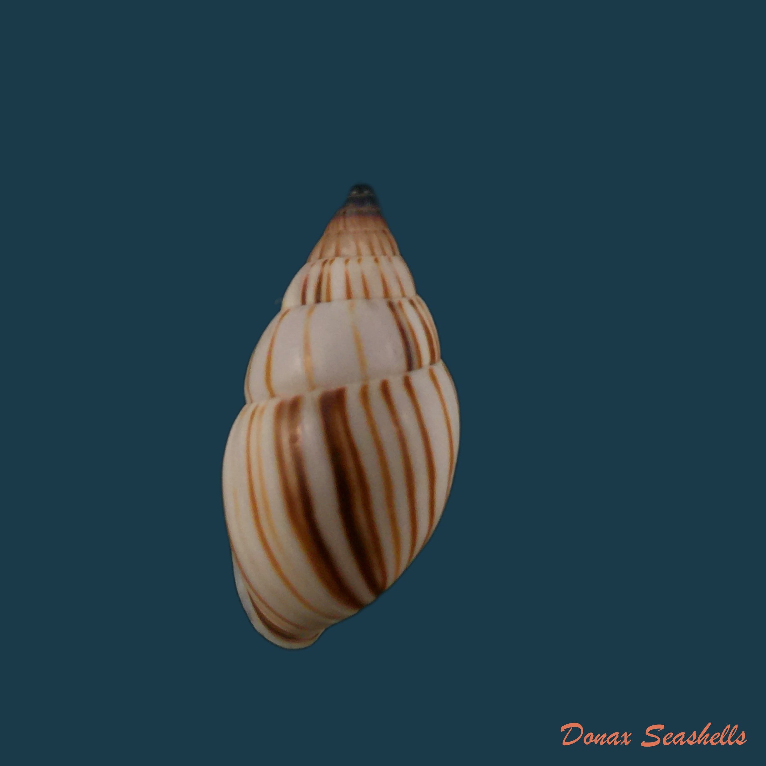 copia-de-anctus-angiostomus-wagner-1827-25-7mm