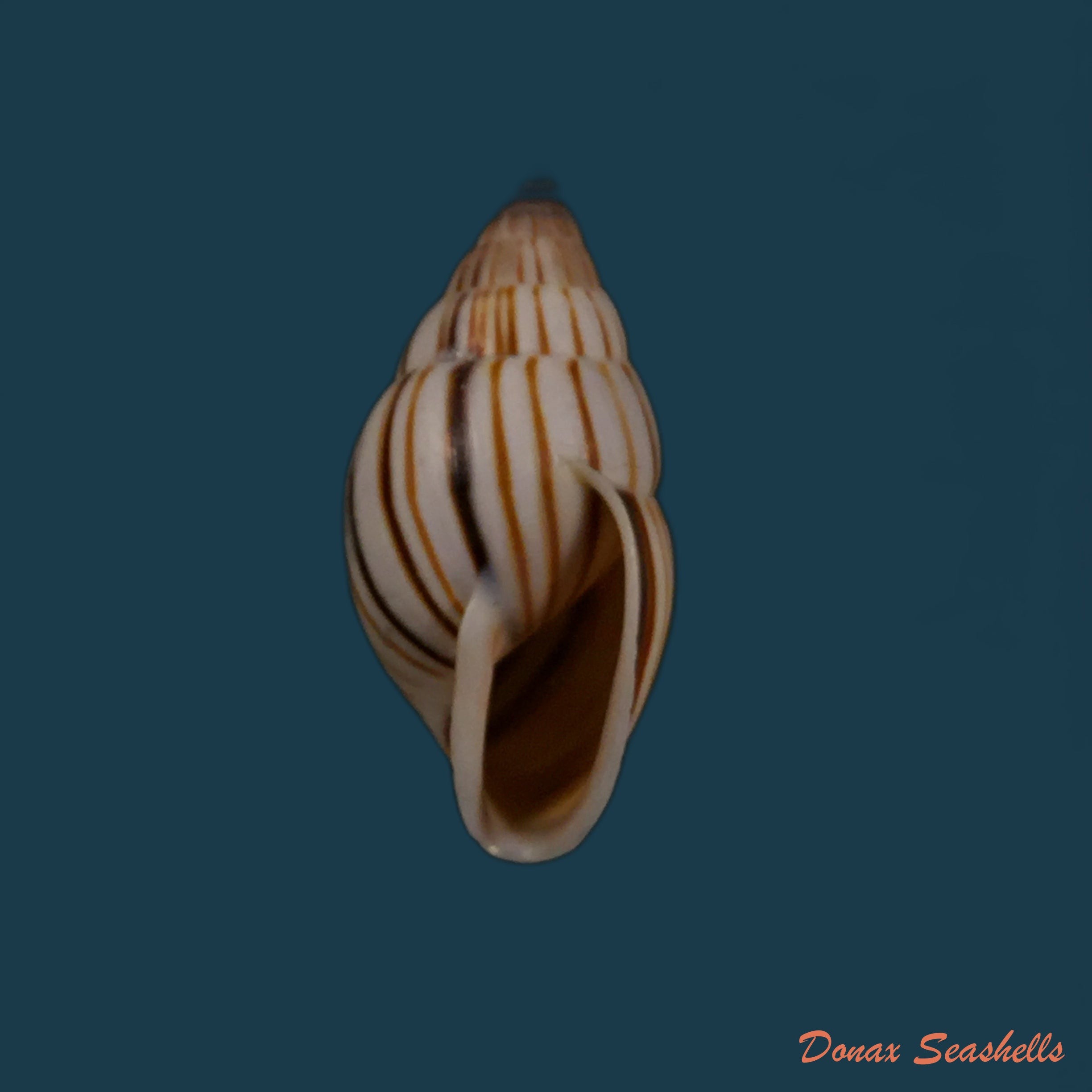 copia-de-anctus-angiostomus-wagner-1827-25-7mm