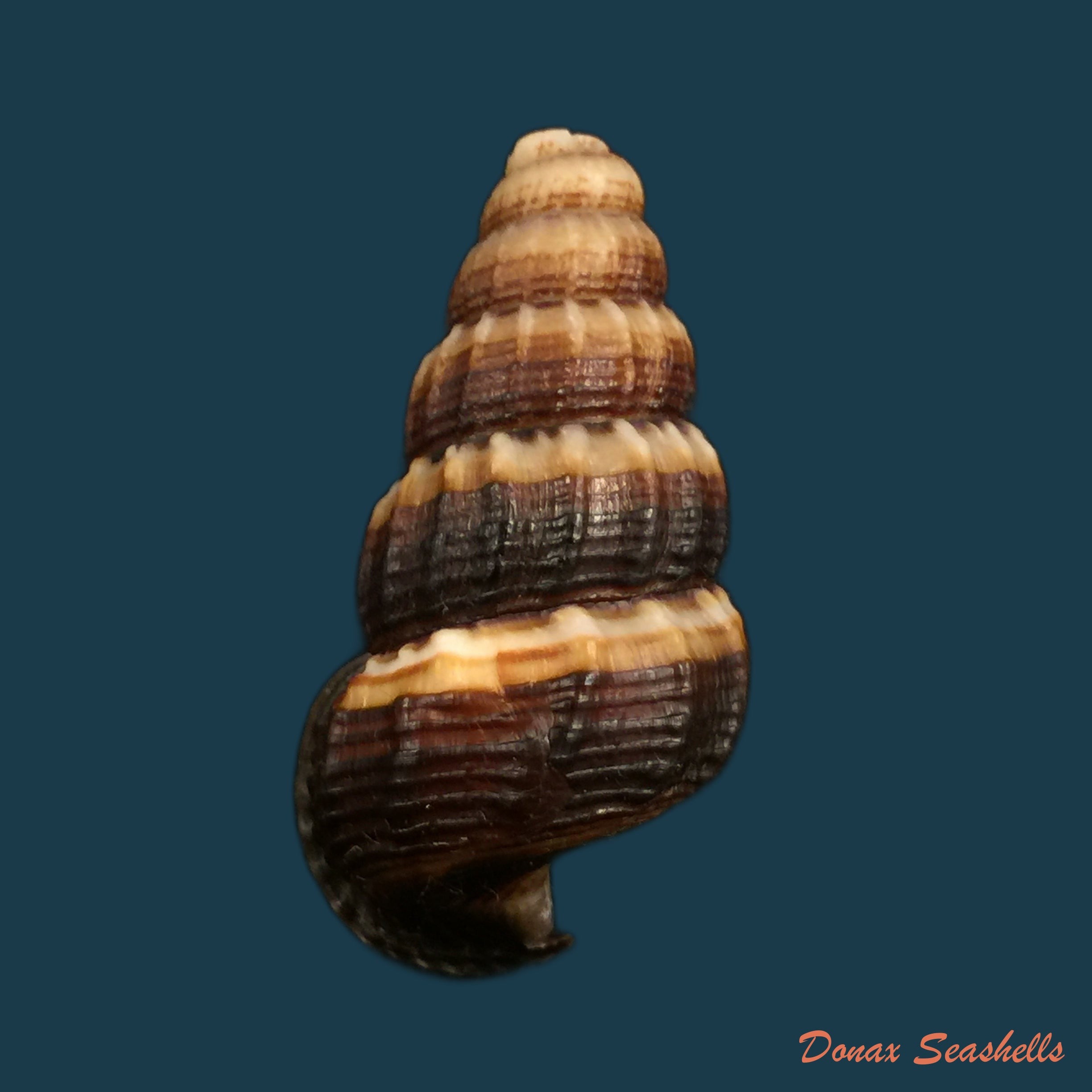 copia-de-anctus-angiostomus-wagner-1828